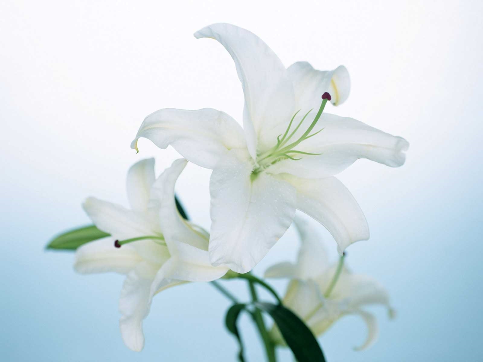 Lily Flowers Pic Wallpapers