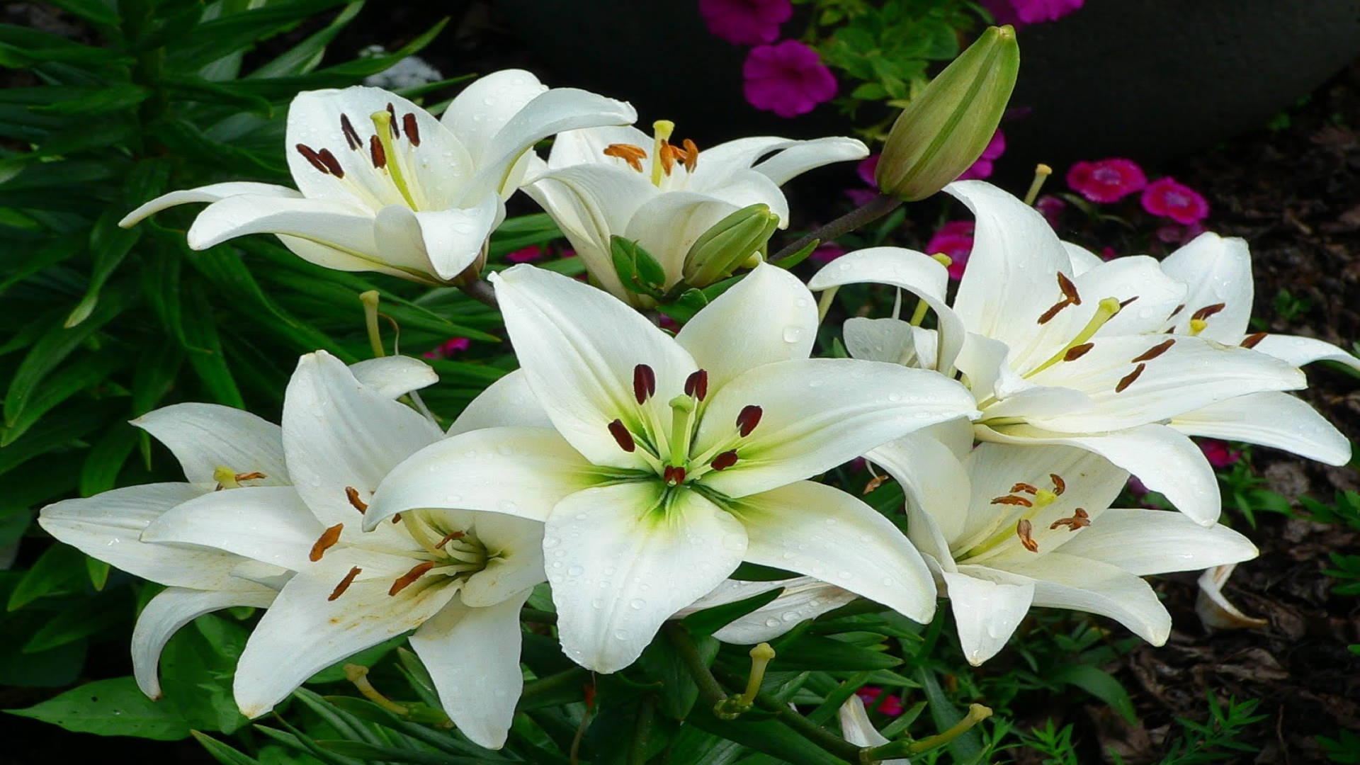 Lily Flowers Pic Wallpapers