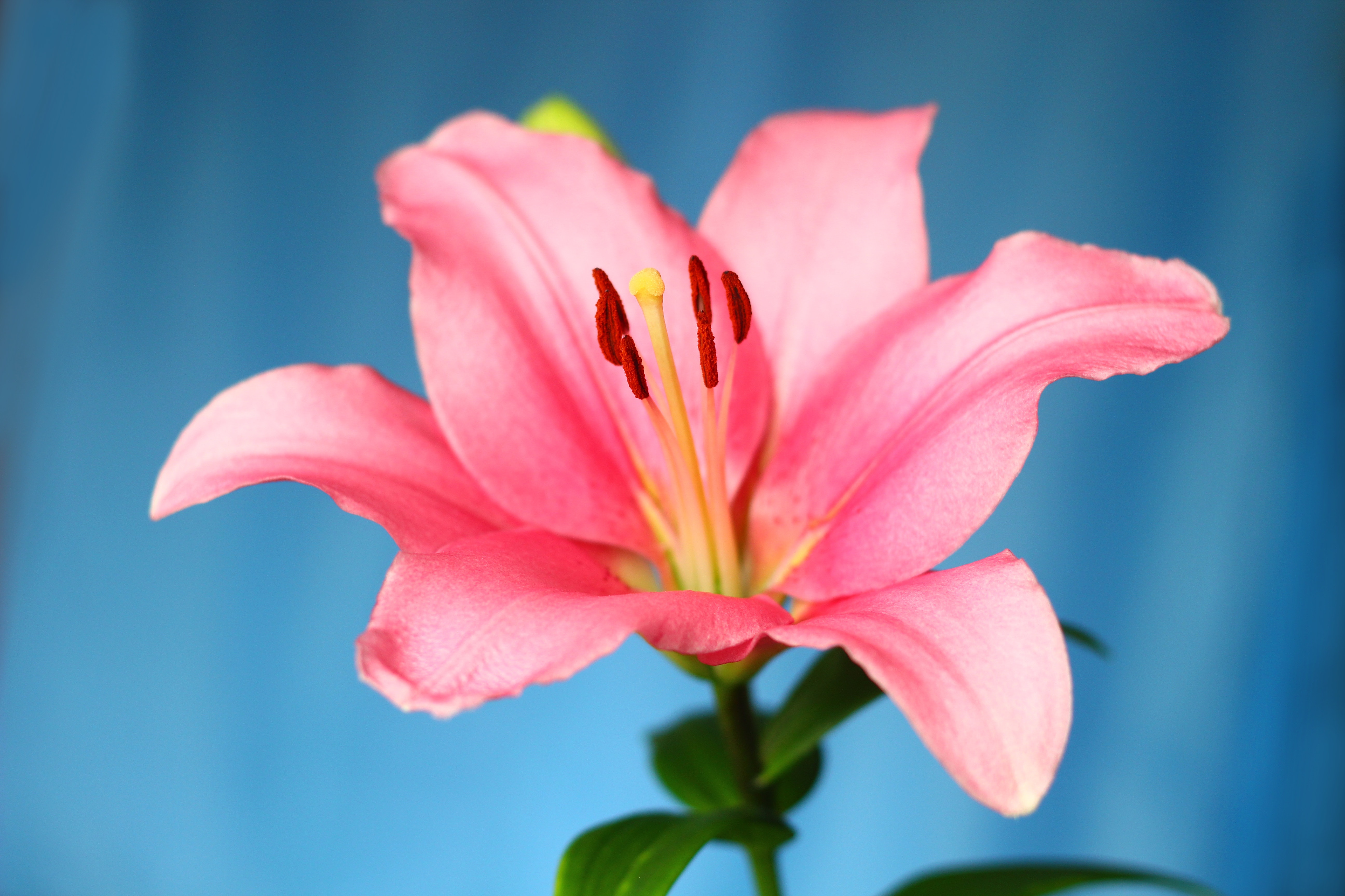 Lily Flowers Pic Wallpapers