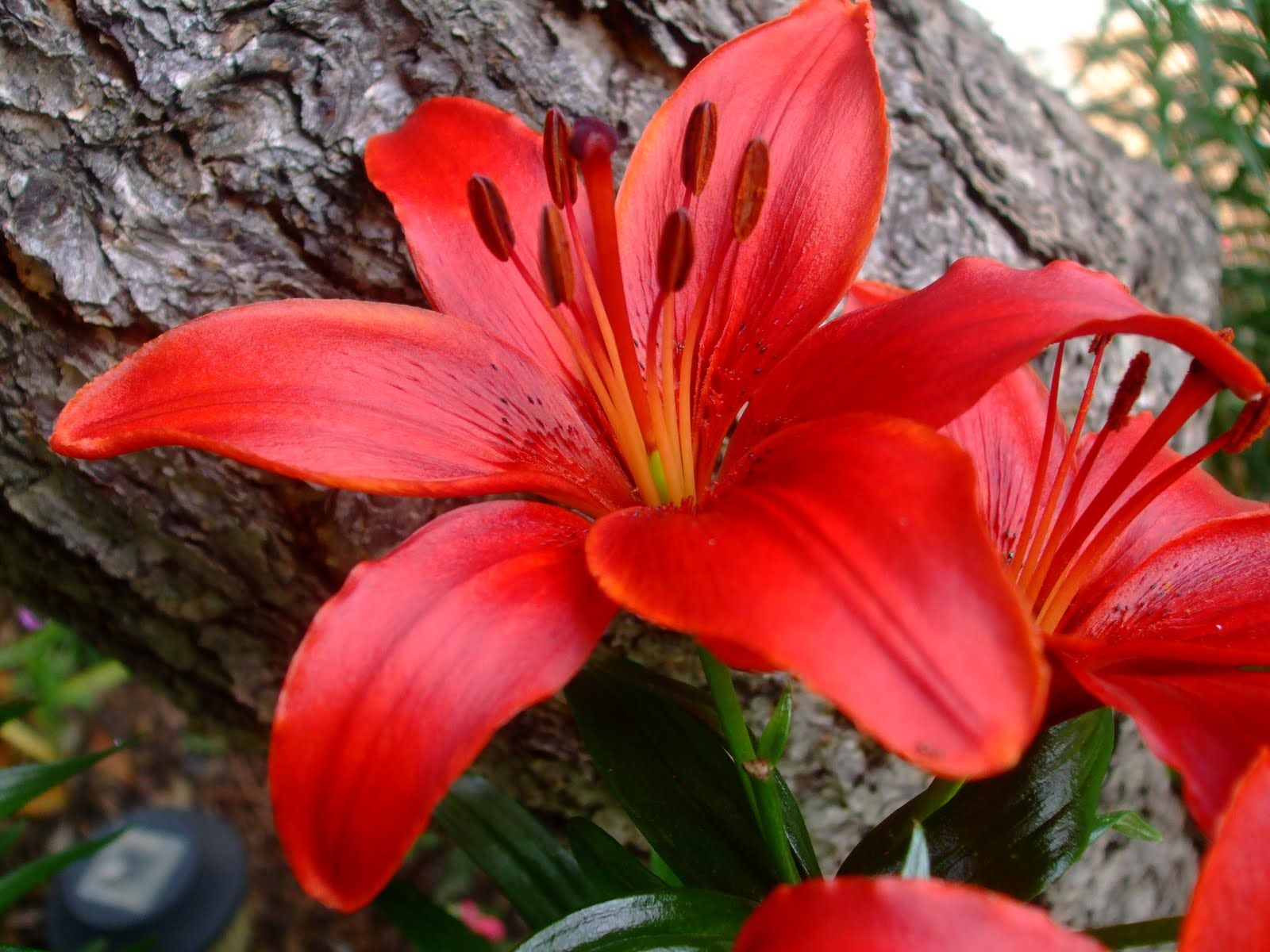 Lily Flowers Pic Wallpapers