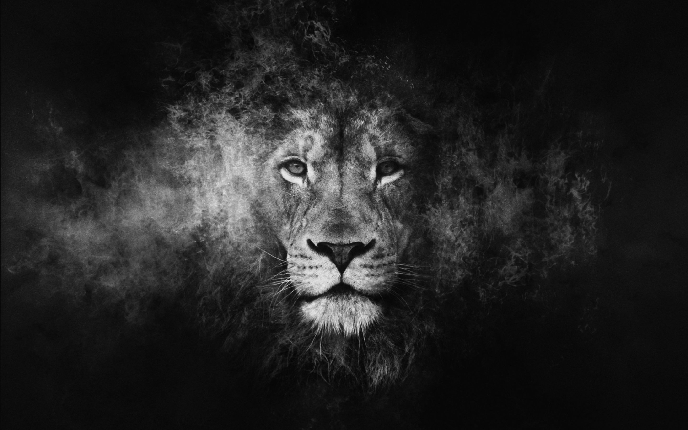 Lion Black Wallpapers