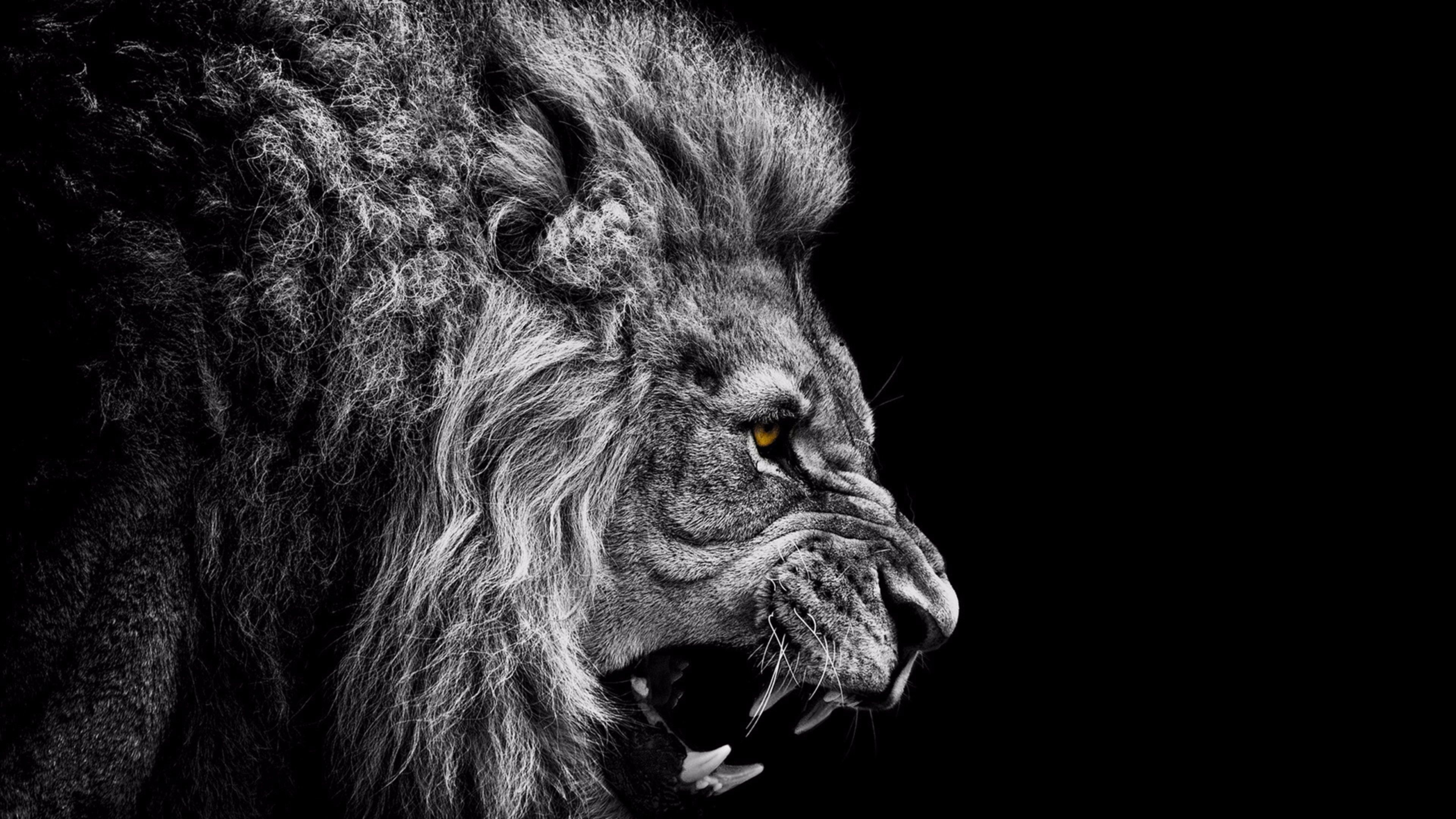 Lion Black Wallpapers