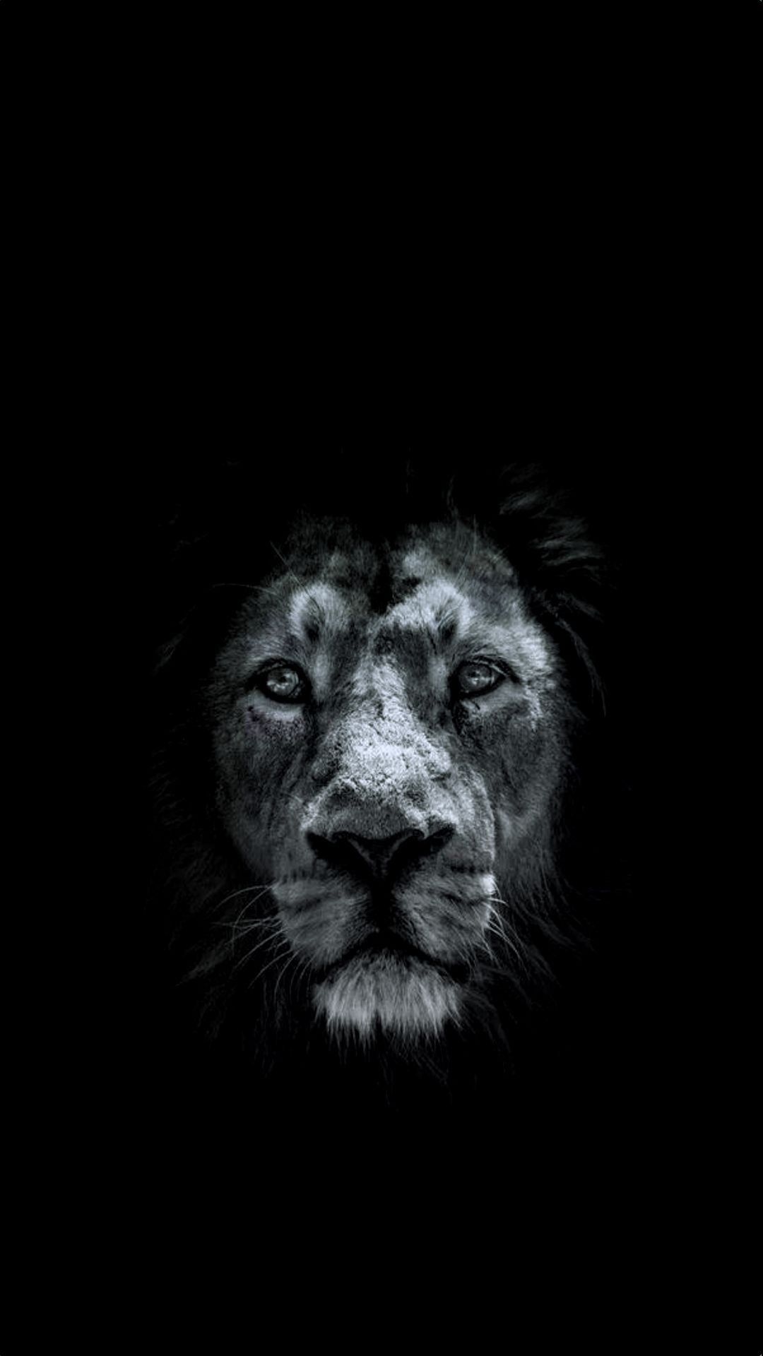 Lion Black Wallpapers