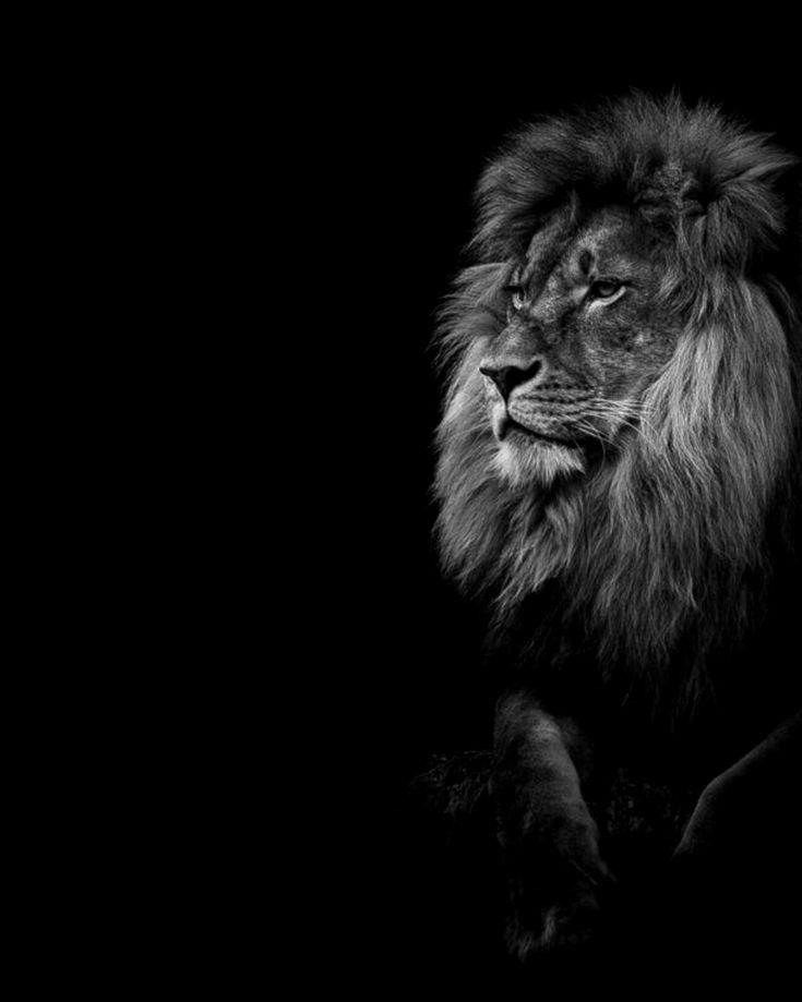 Lion Black Wallpapers