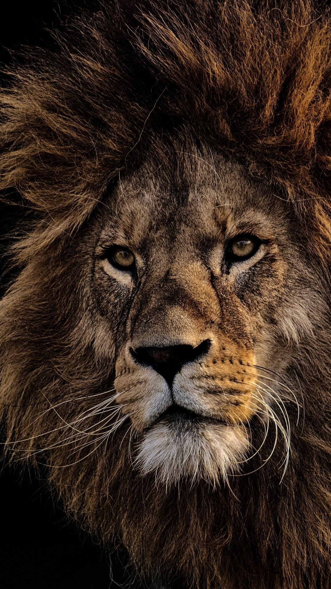 Lion Black Wallpapers