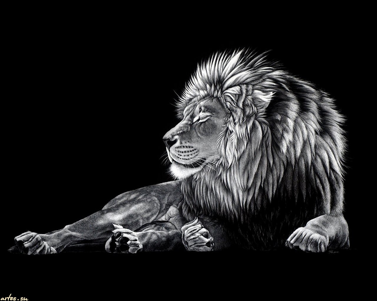 Lion Black Wallpapers