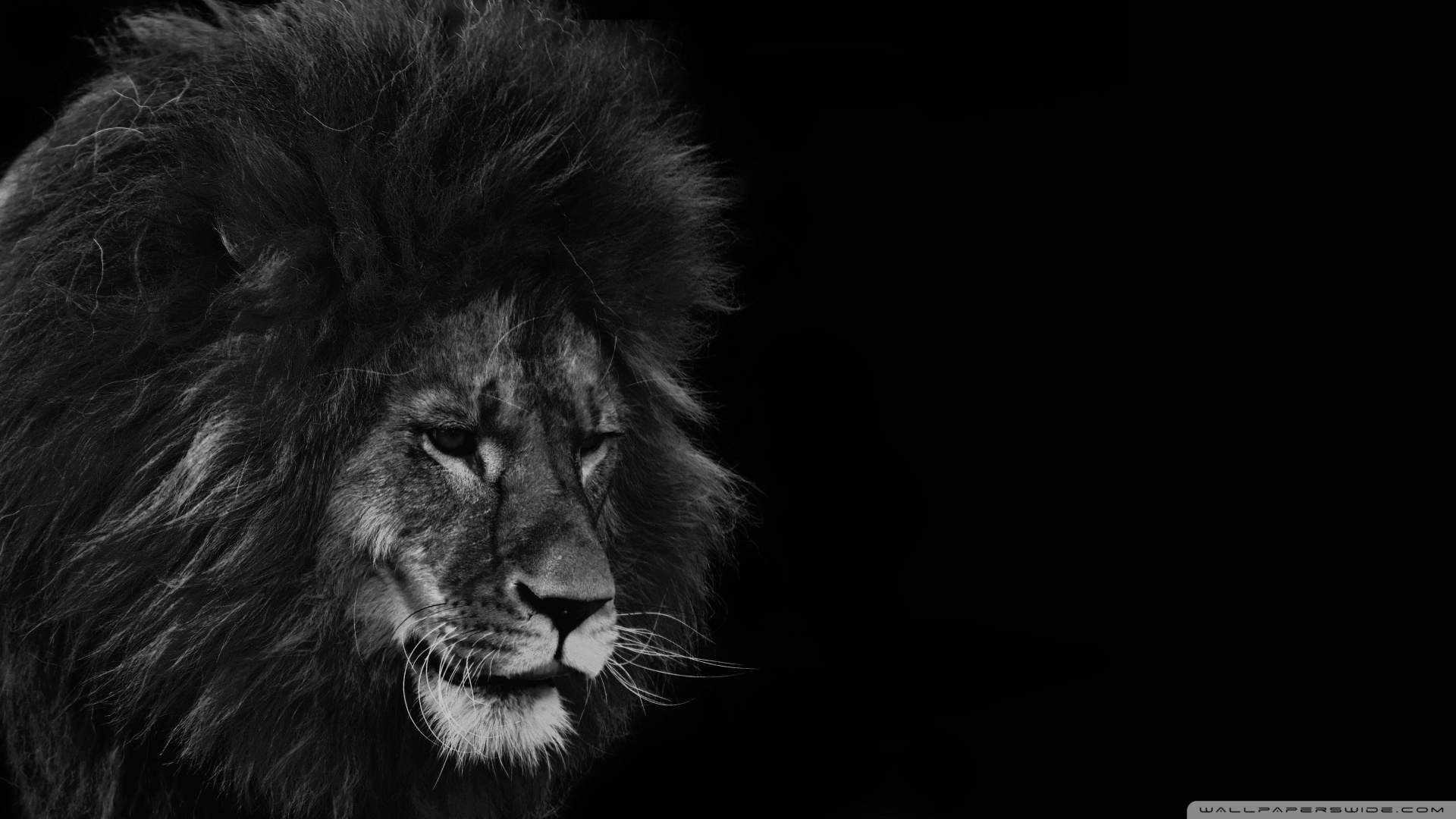 Lion Black Wallpapers