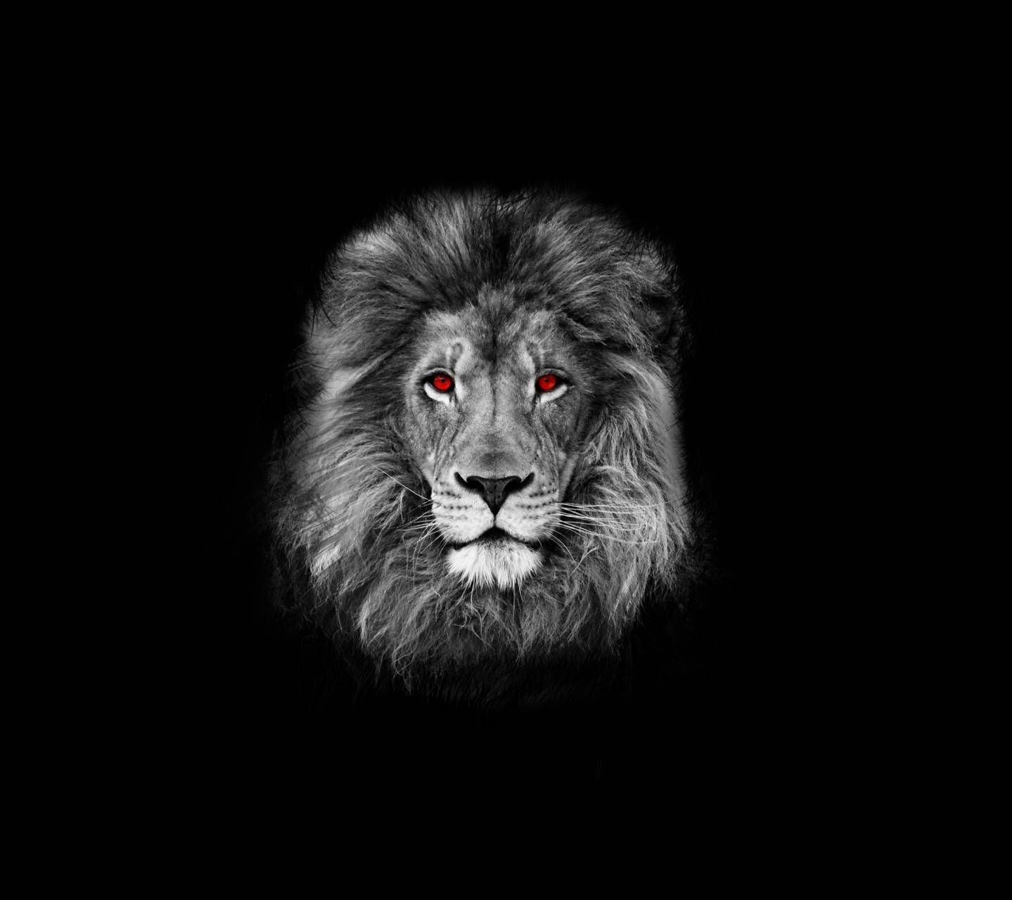 Lion Black Wallpapers