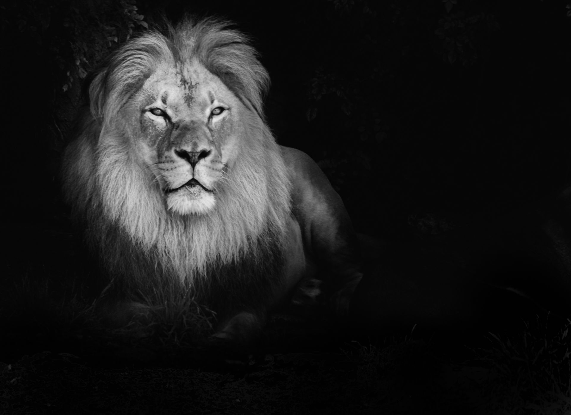 Lion Black Wallpapers