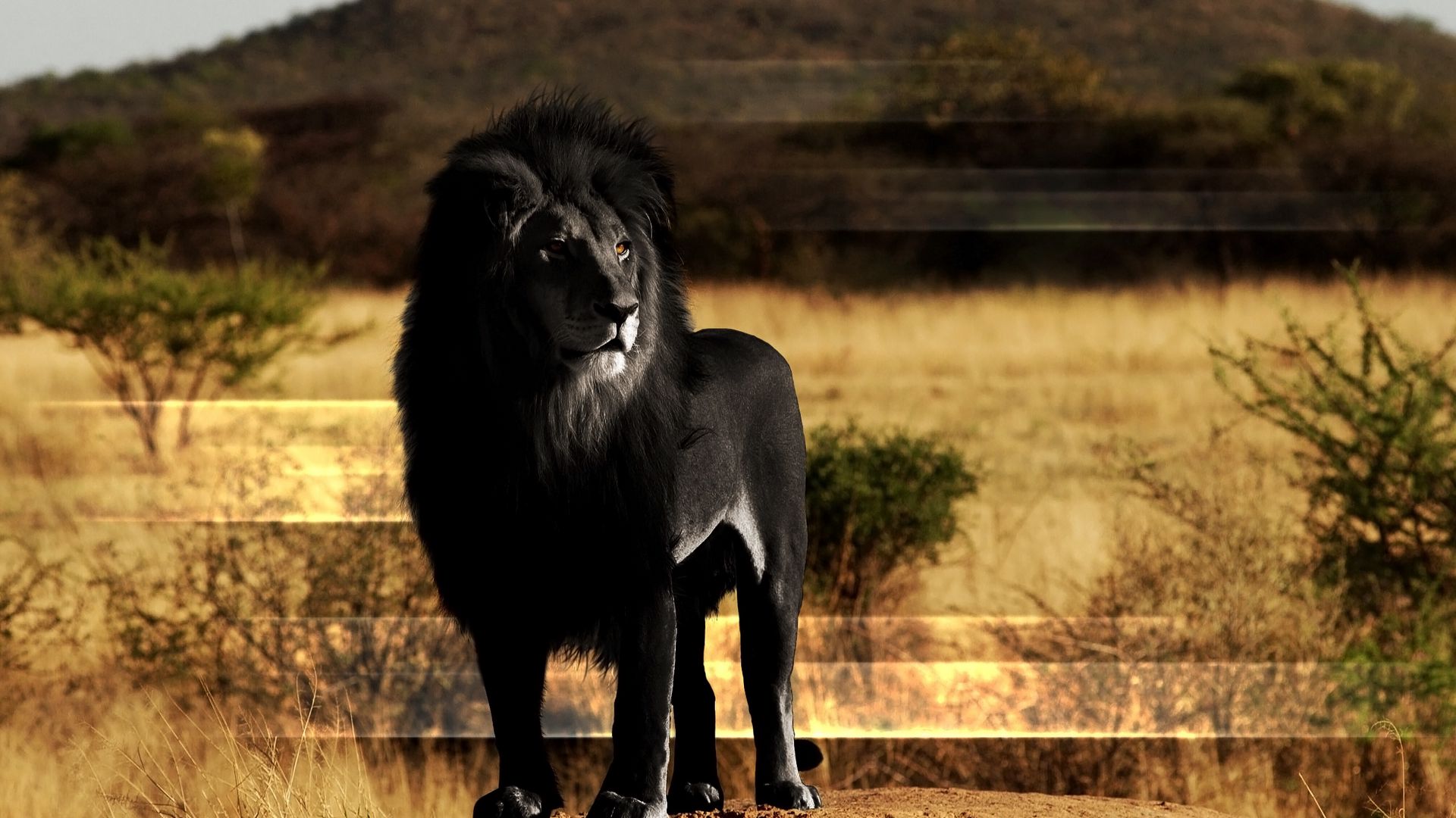 Lion Black Wallpapers