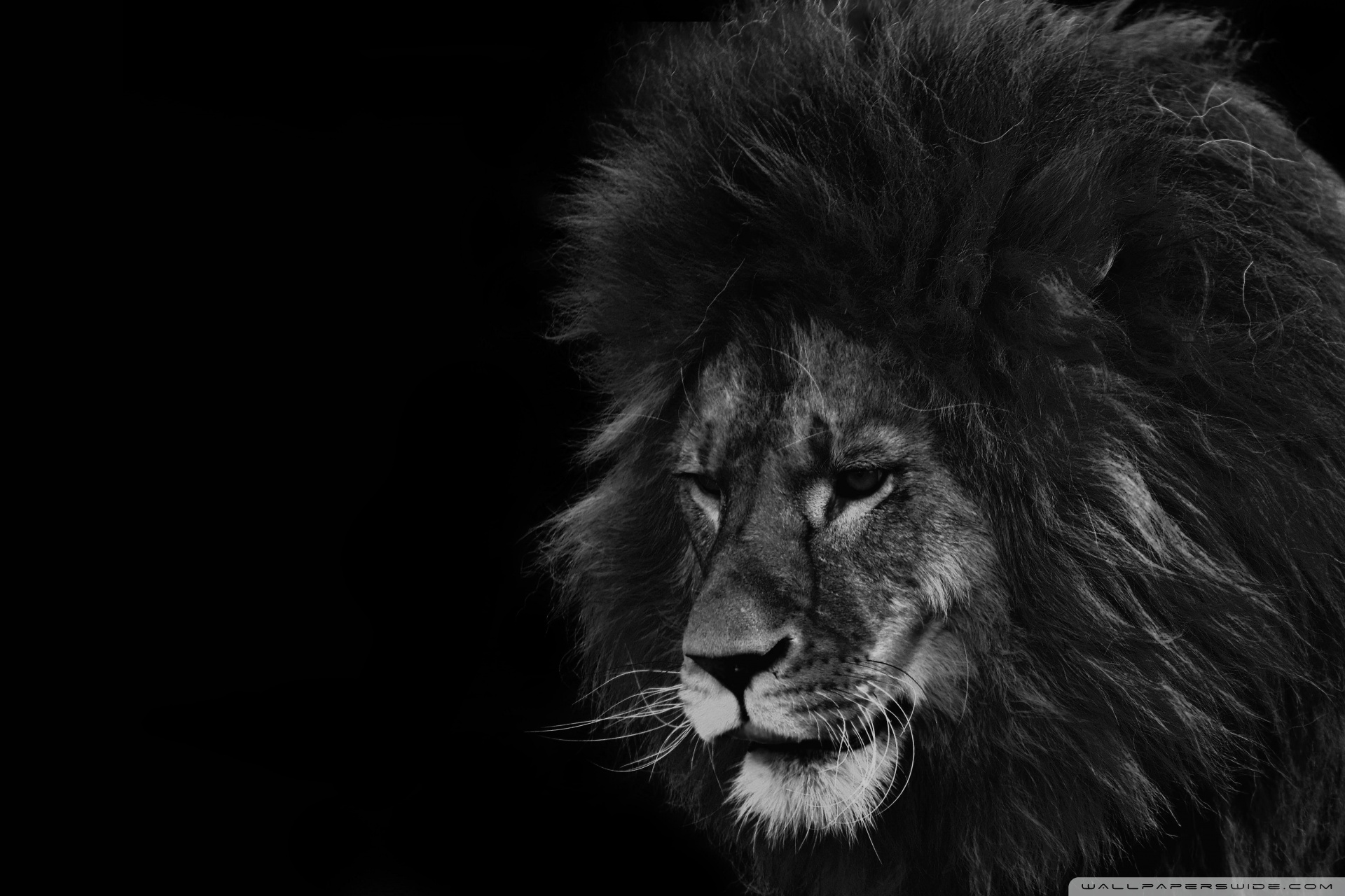 Lion Black Wallpapers