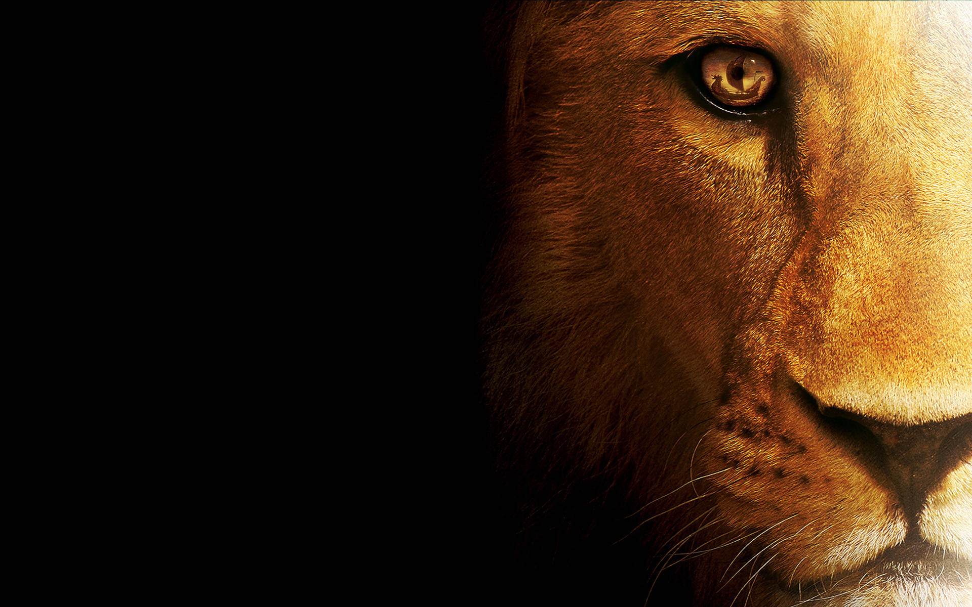 Lion Black Wallpapers