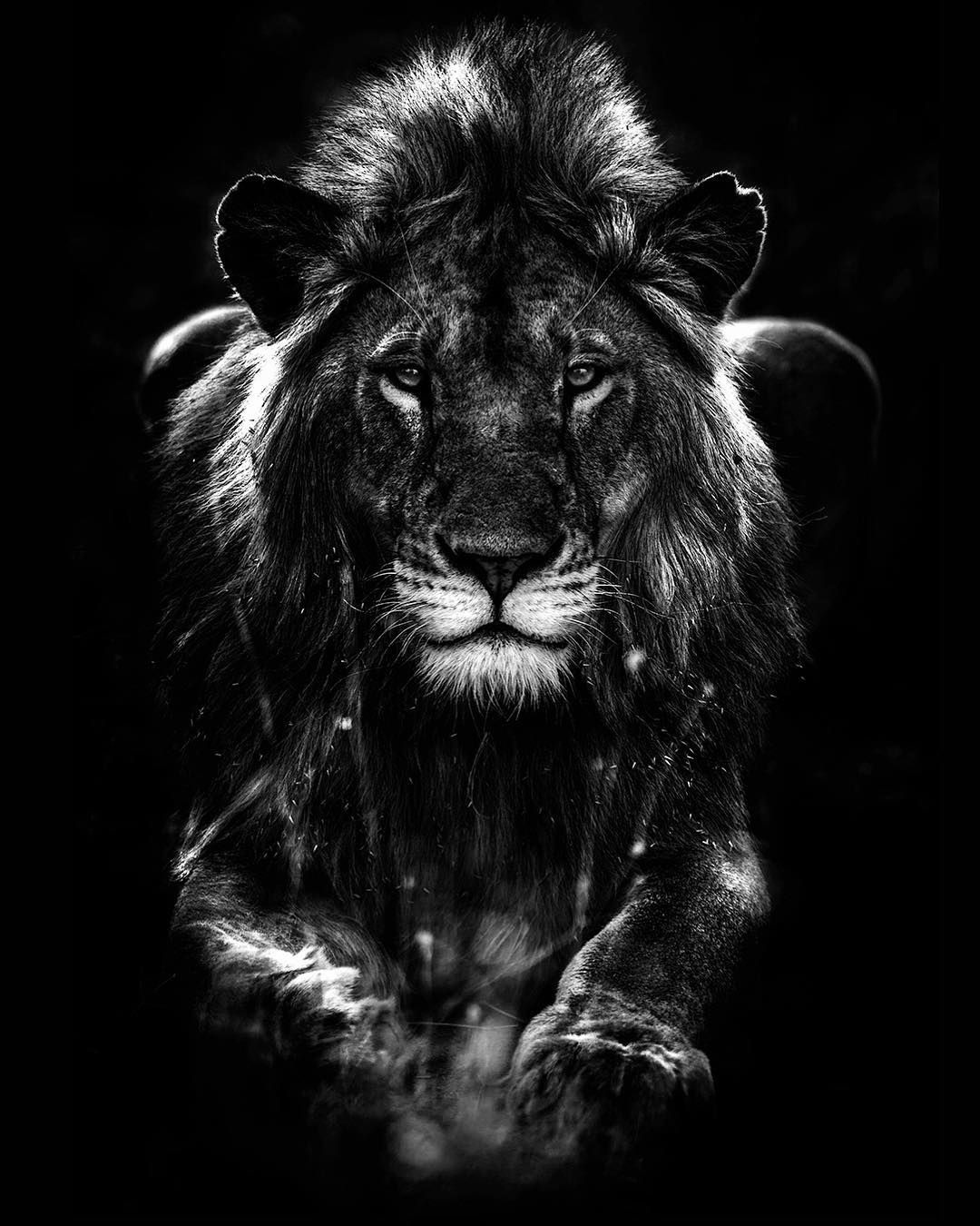 Lion Black Wallpapers