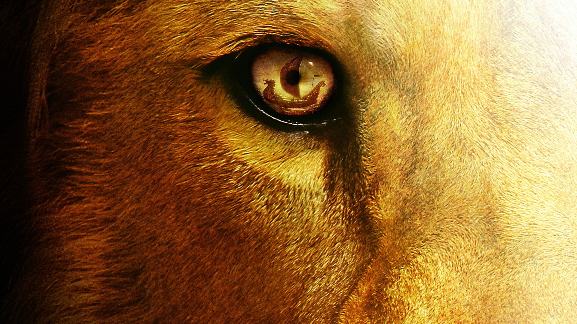 Lion Eyes Wallpapers