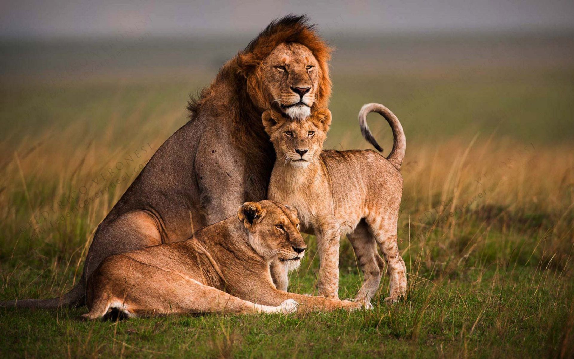 Lion Family Wallpapers