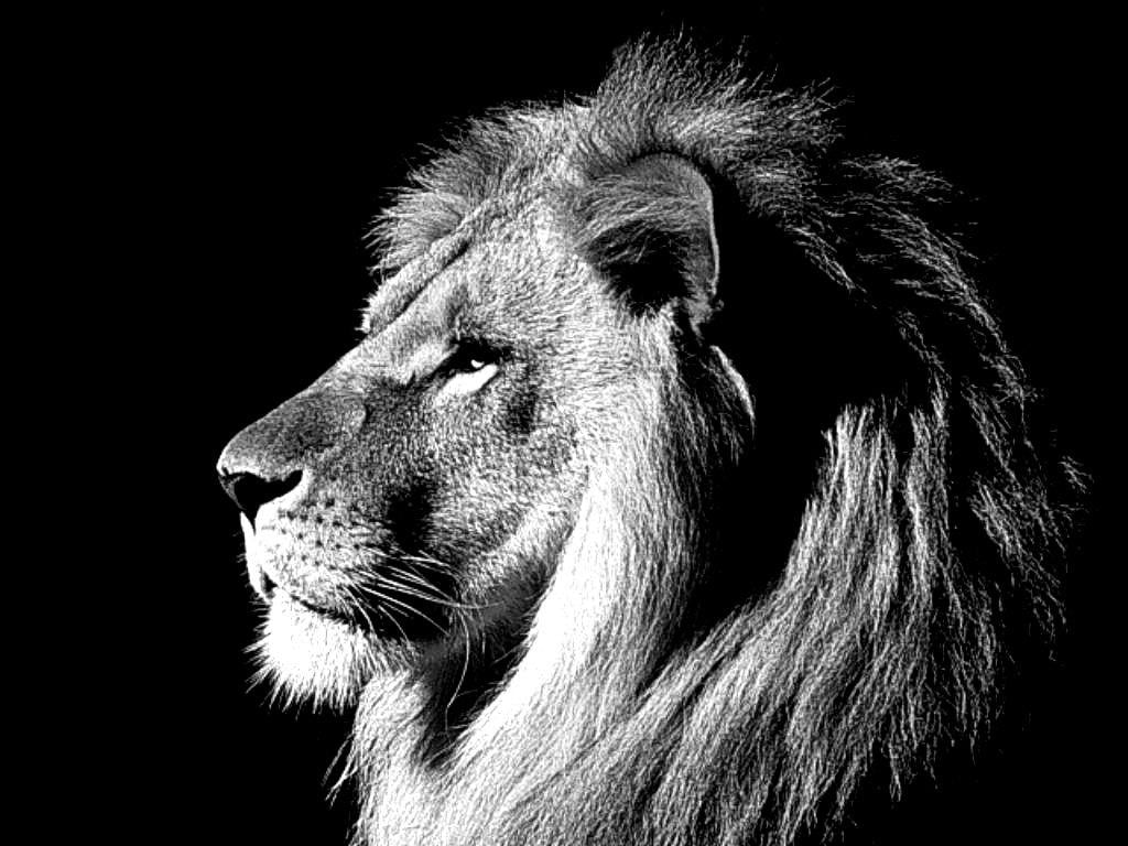 Lion Black And White Wallpapers