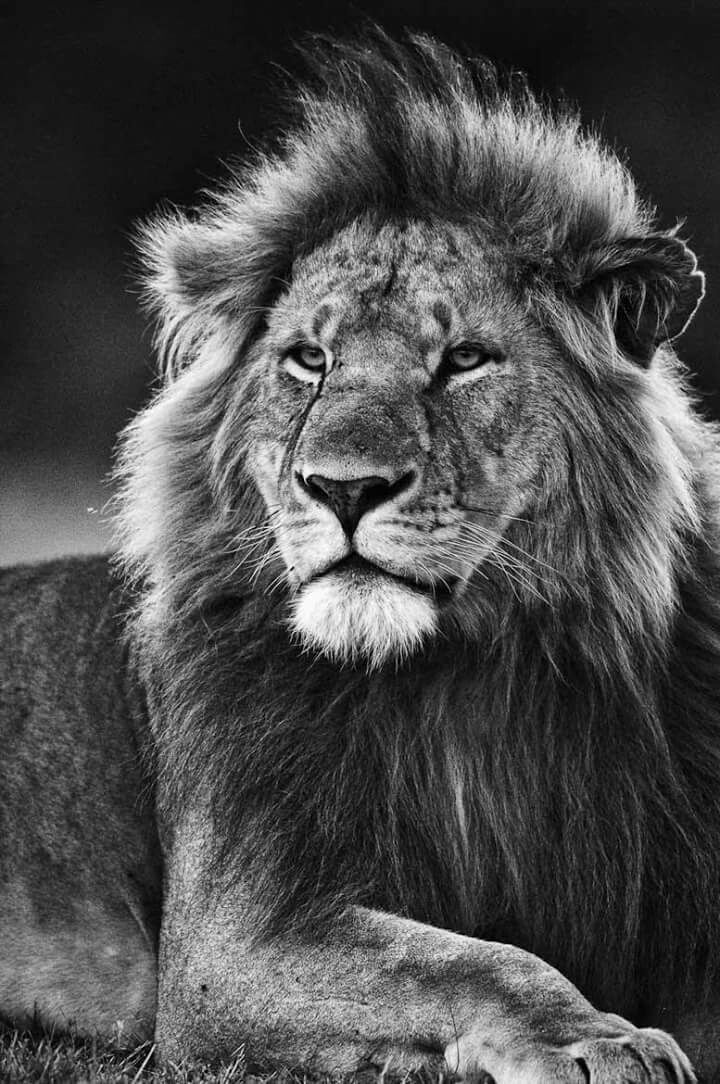 Lion Black And White Wallpapers