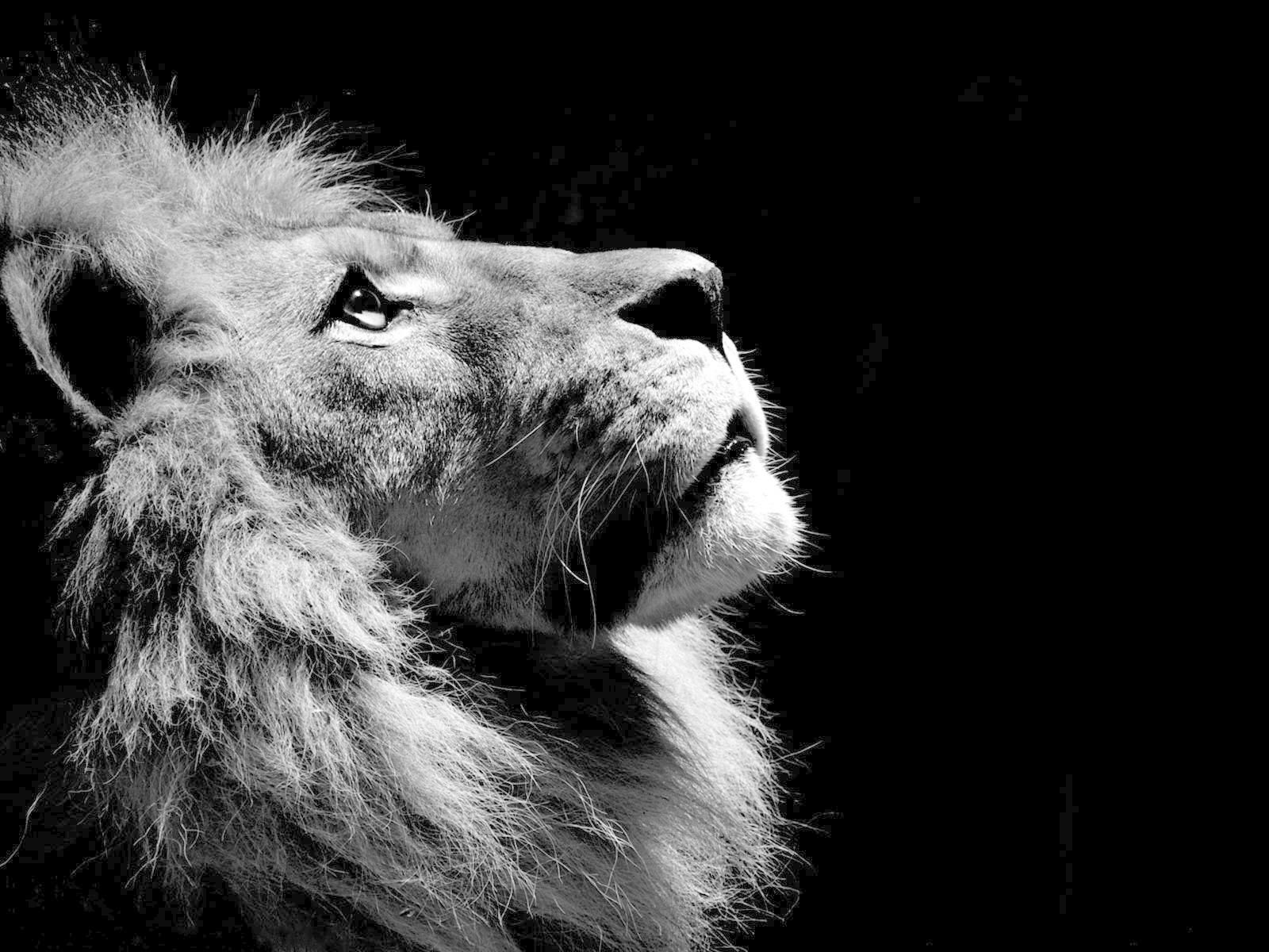 Lion Black And White Wallpapers