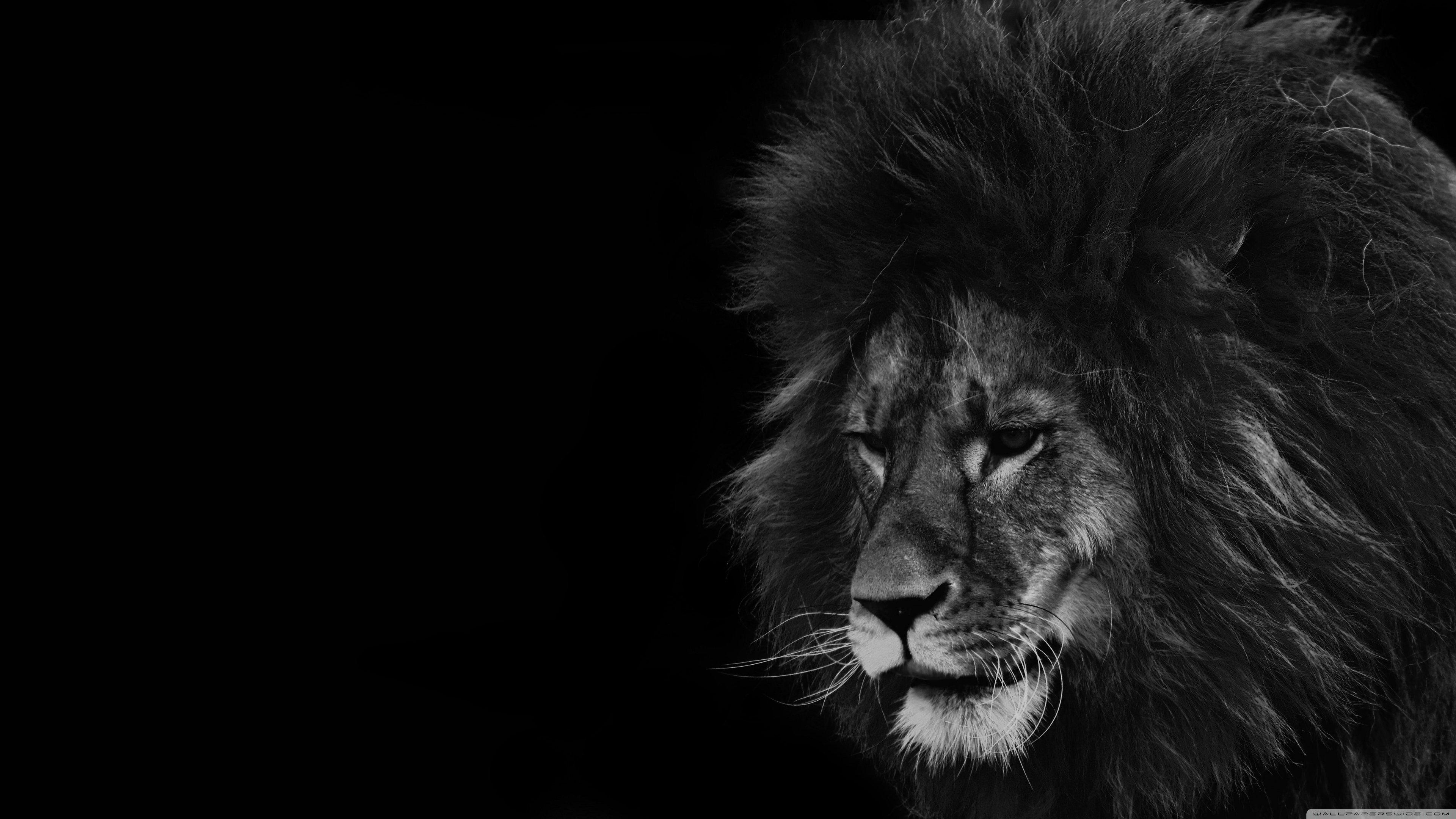 Lion Black And White Wallpapers