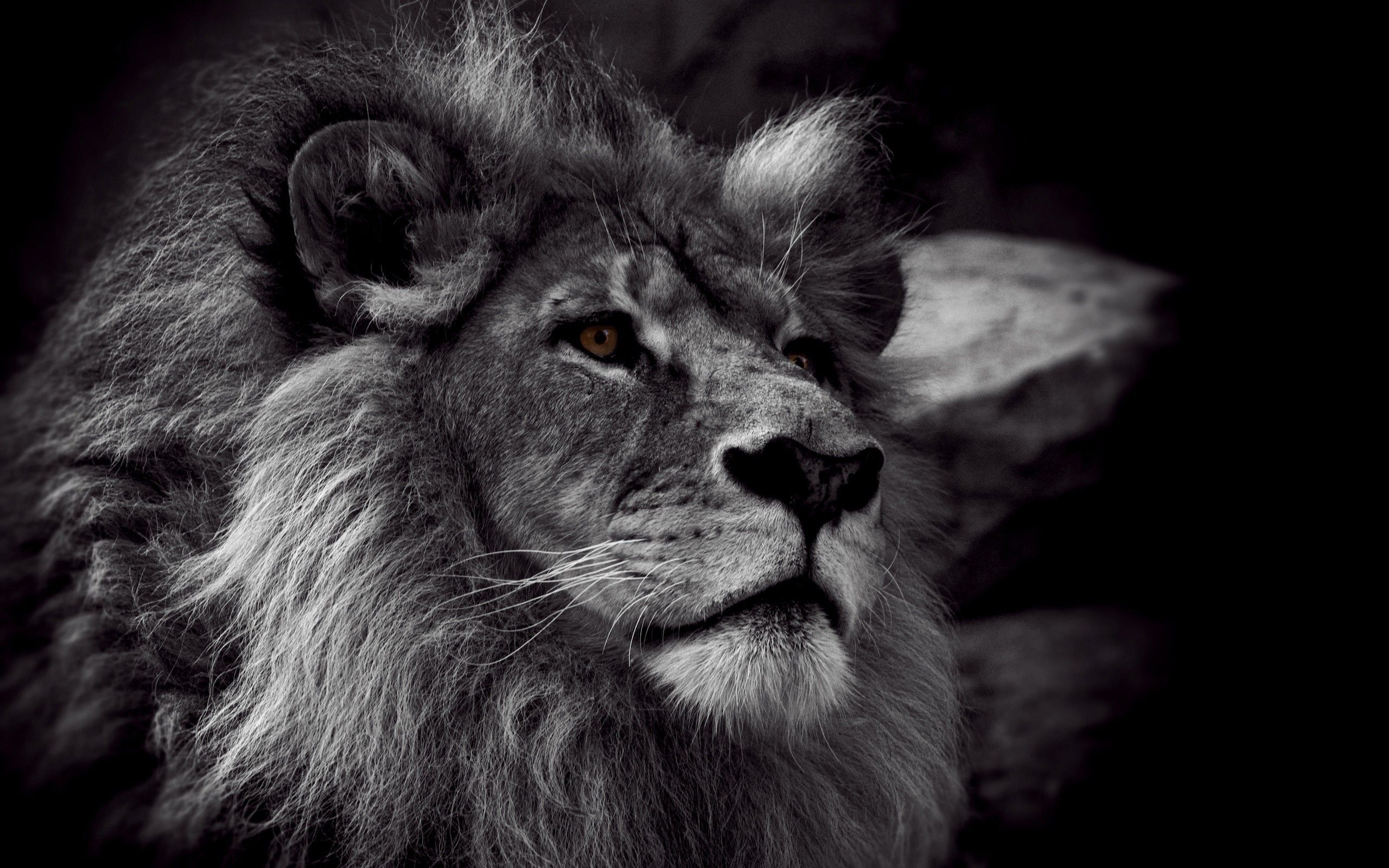 Lion Black And White Wallpapers