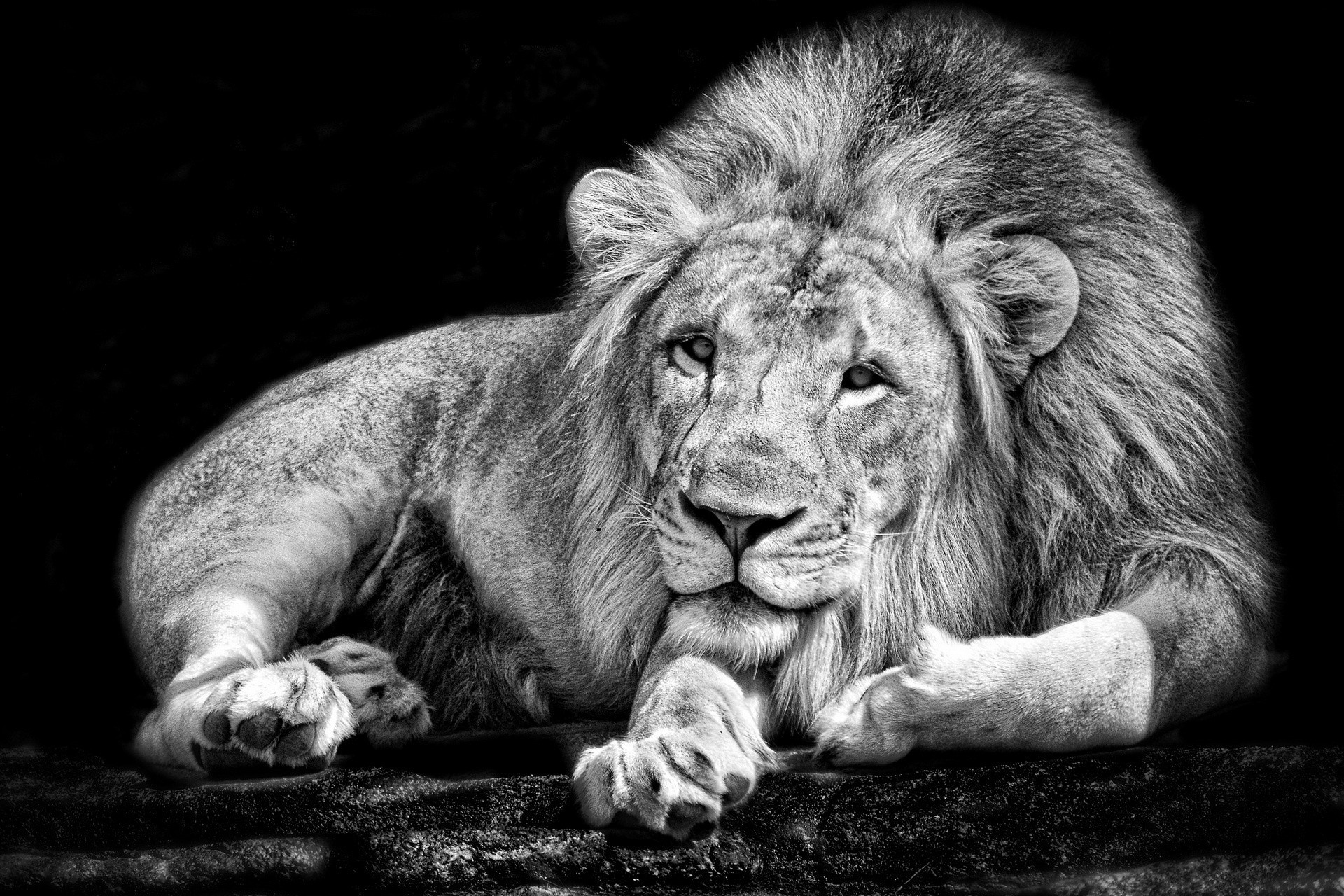 Lion Black And White Wallpapers