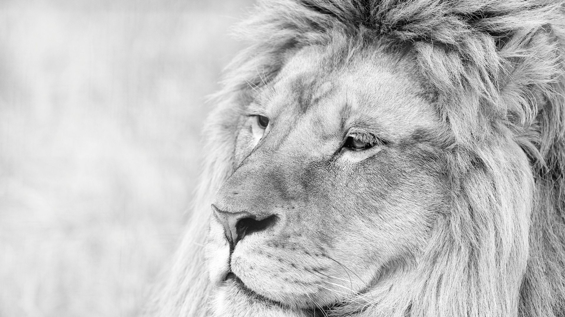 Lion Black And White Wallpapers