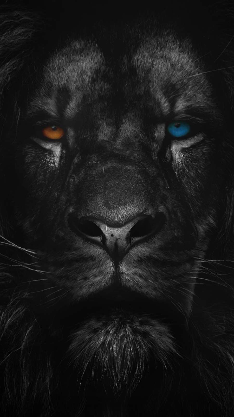 Lion Iphone Wallpapers