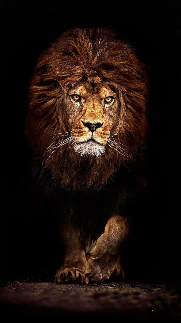 Lion Iphone Wallpapers