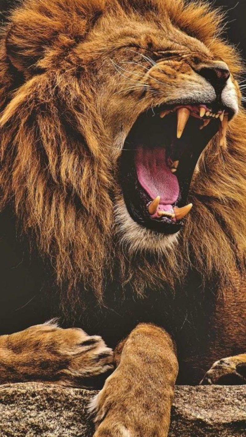 Lion Iphone Wallpapers