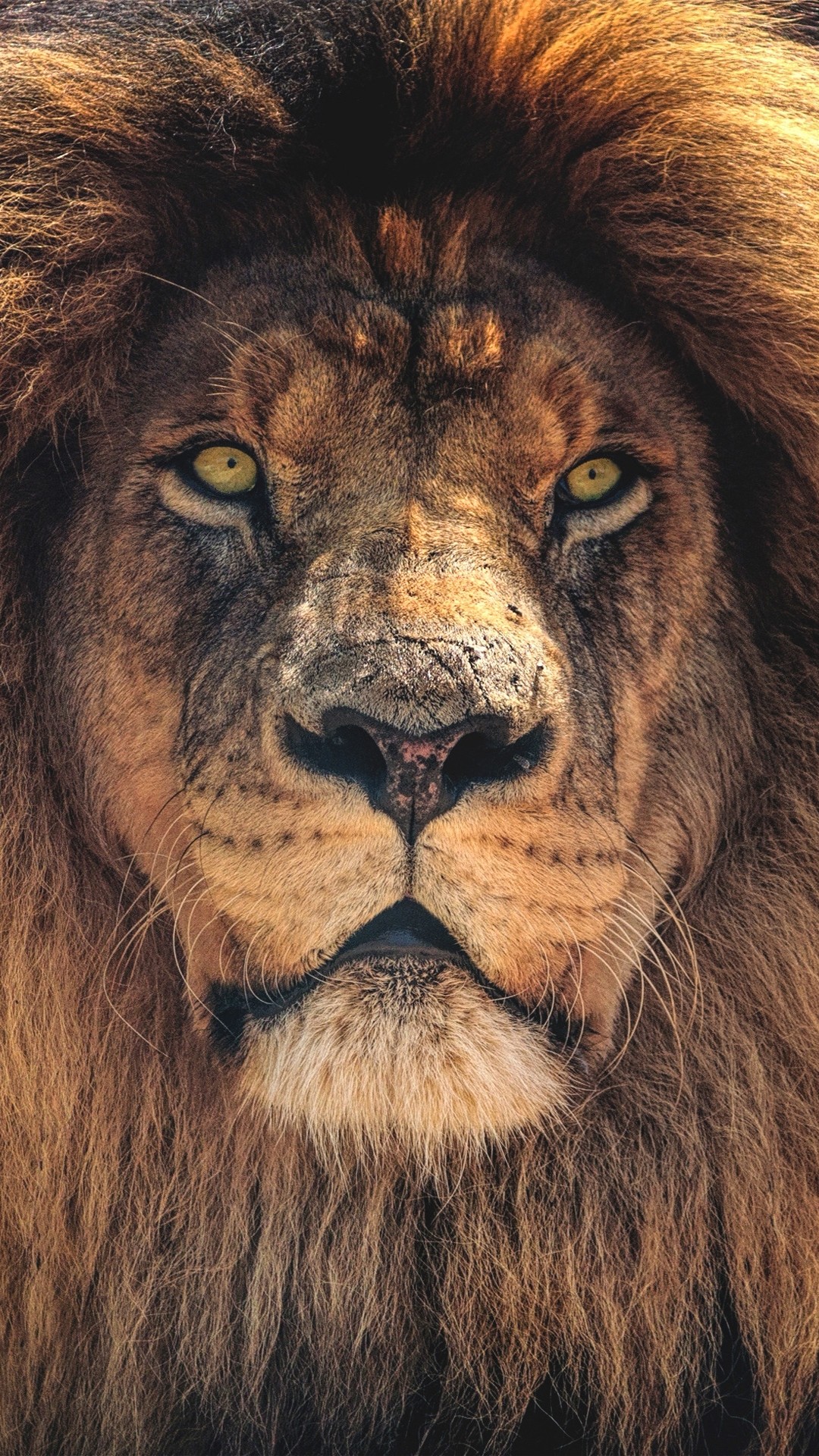 Lion Iphone Wallpapers