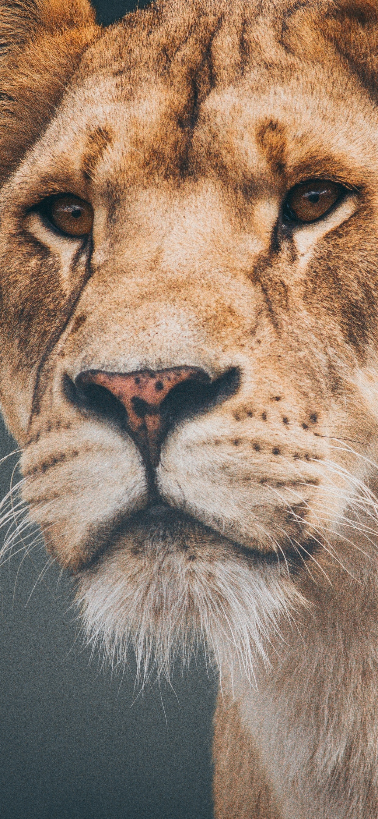 Lioness Wallpapers