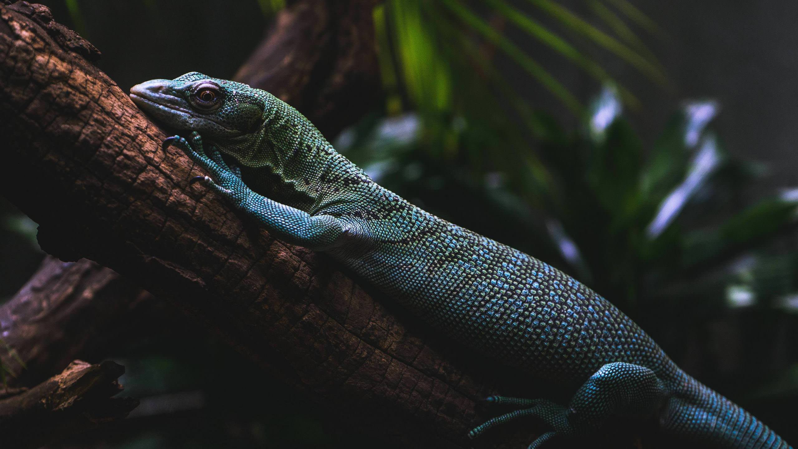 Lizzard Wallpapers
