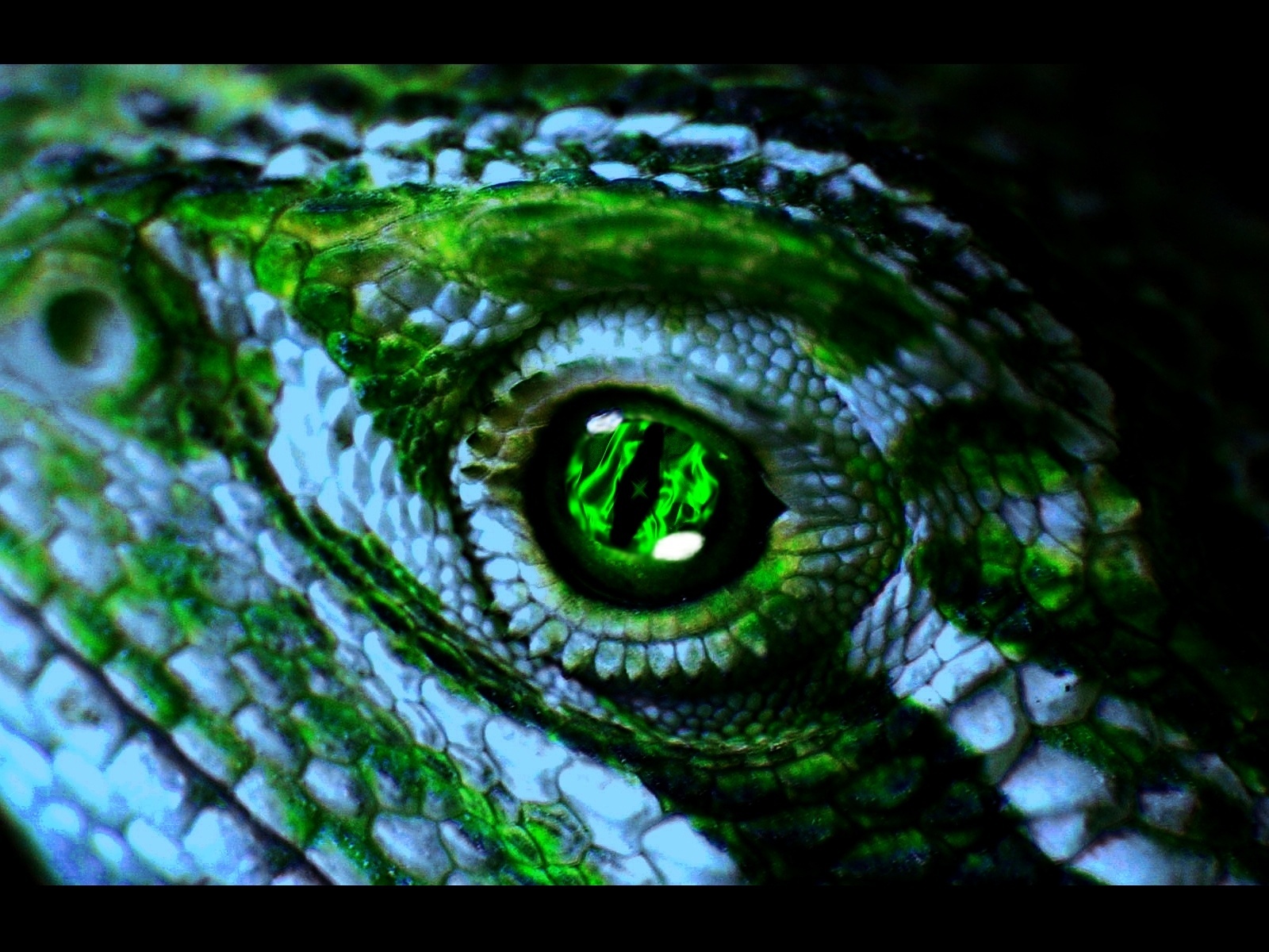 Lizzard Wallpapers