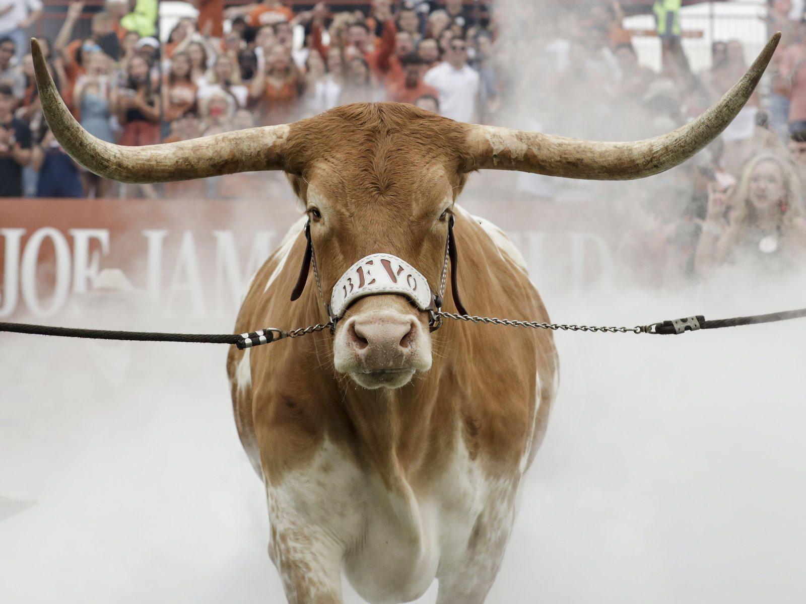 Longhorn Walpaper Wallpapers