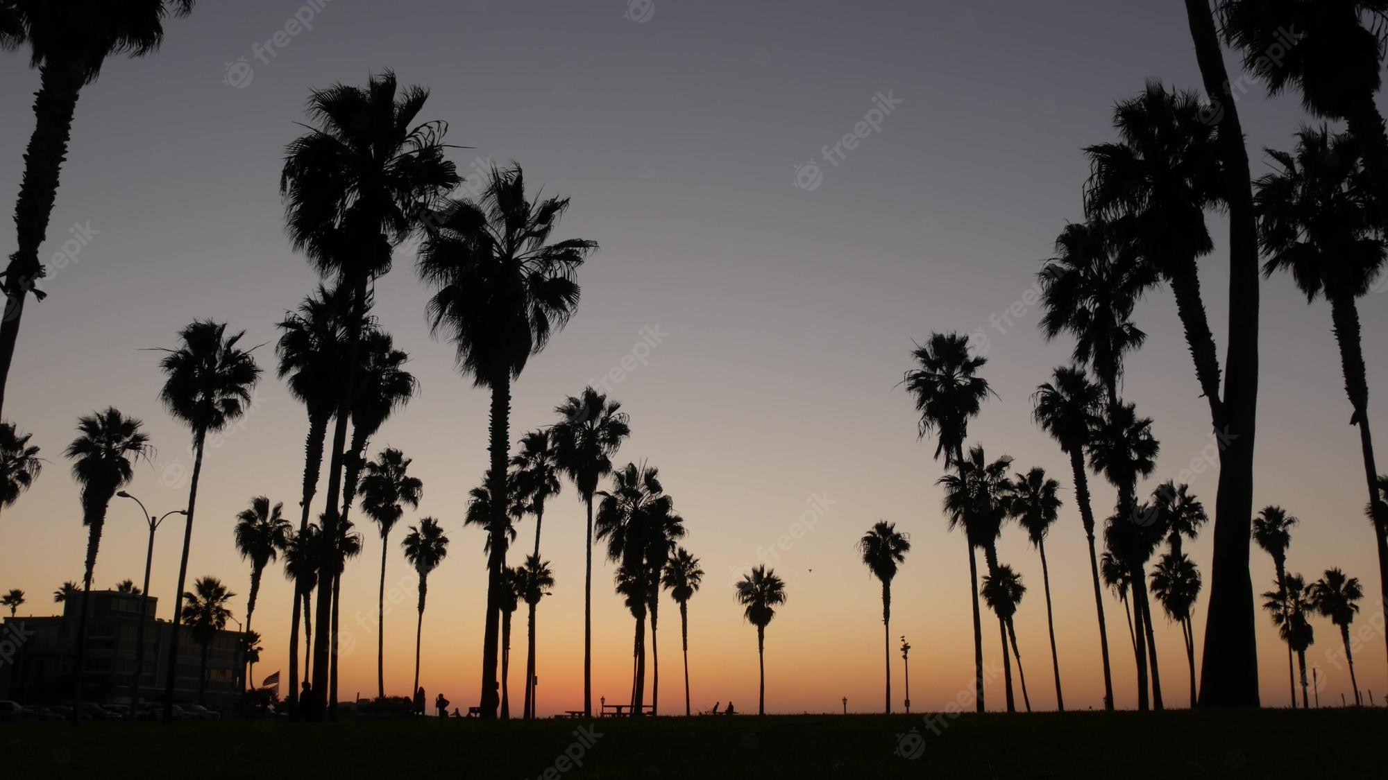 Los Angeles Palm Trees Wallpapers