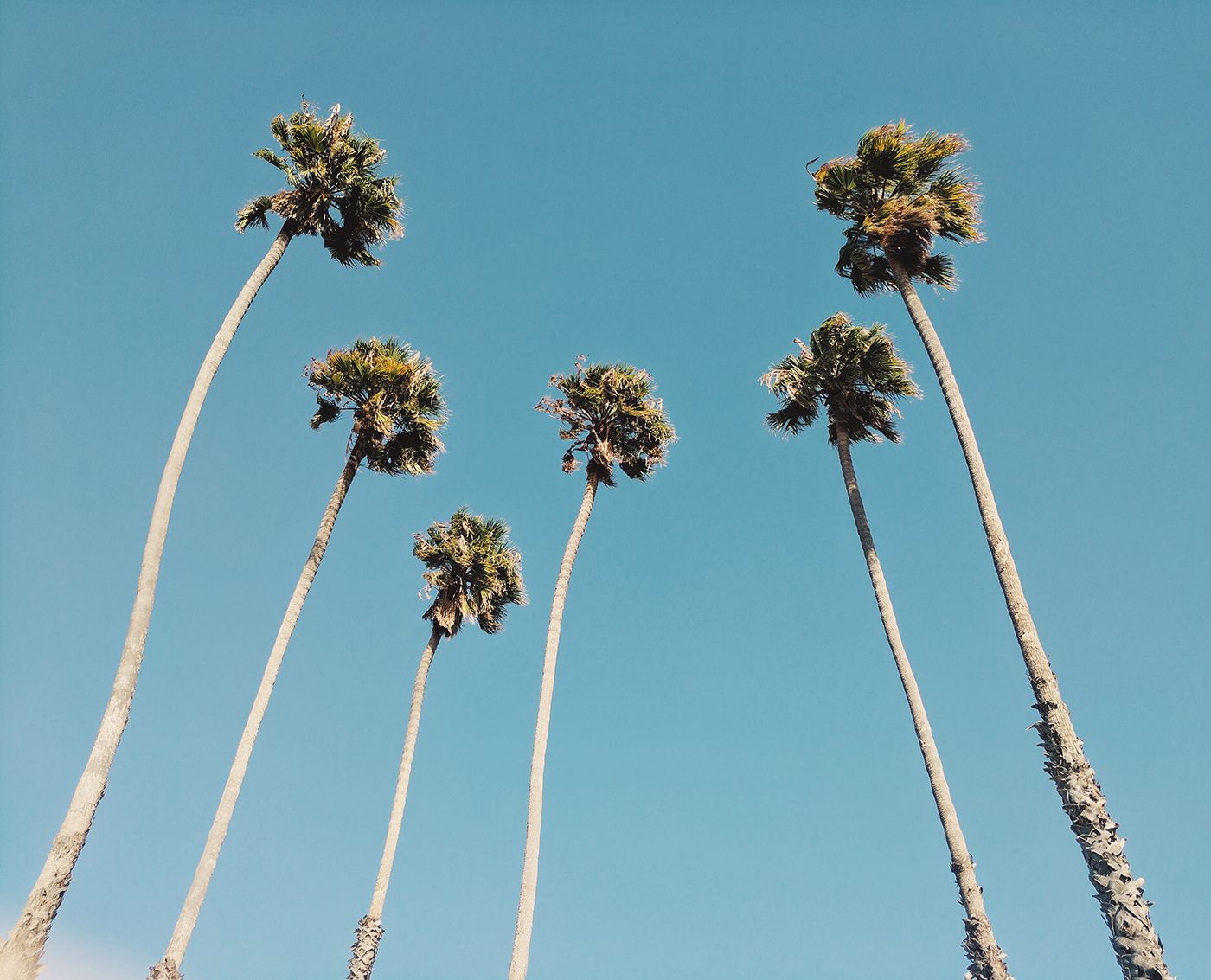 Los Angeles Palm Trees Wallpapers