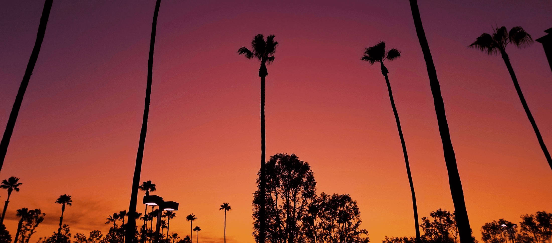 Los Angeles Palm Trees Wallpapers