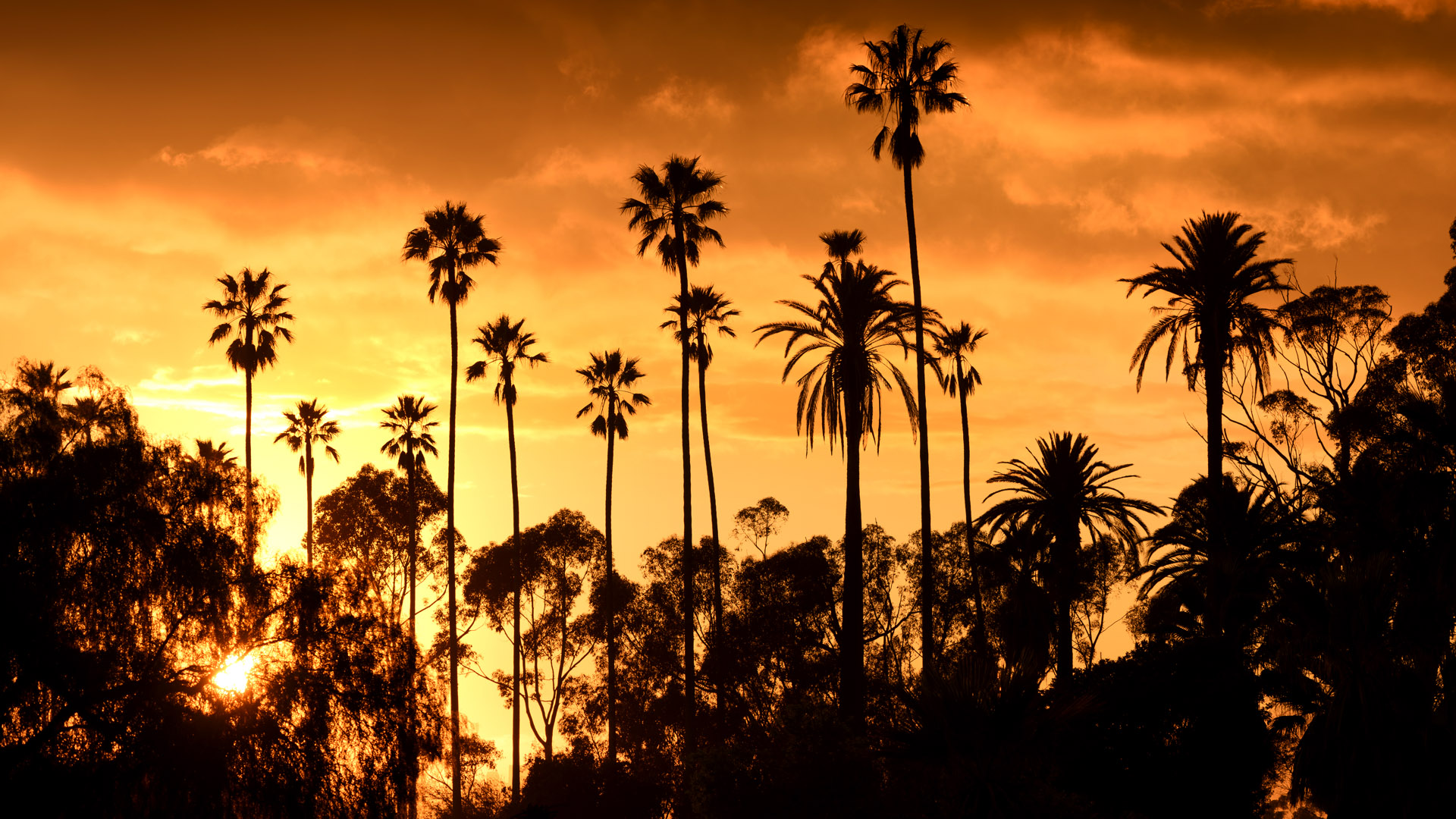 Los Angeles Palm Trees Wallpapers