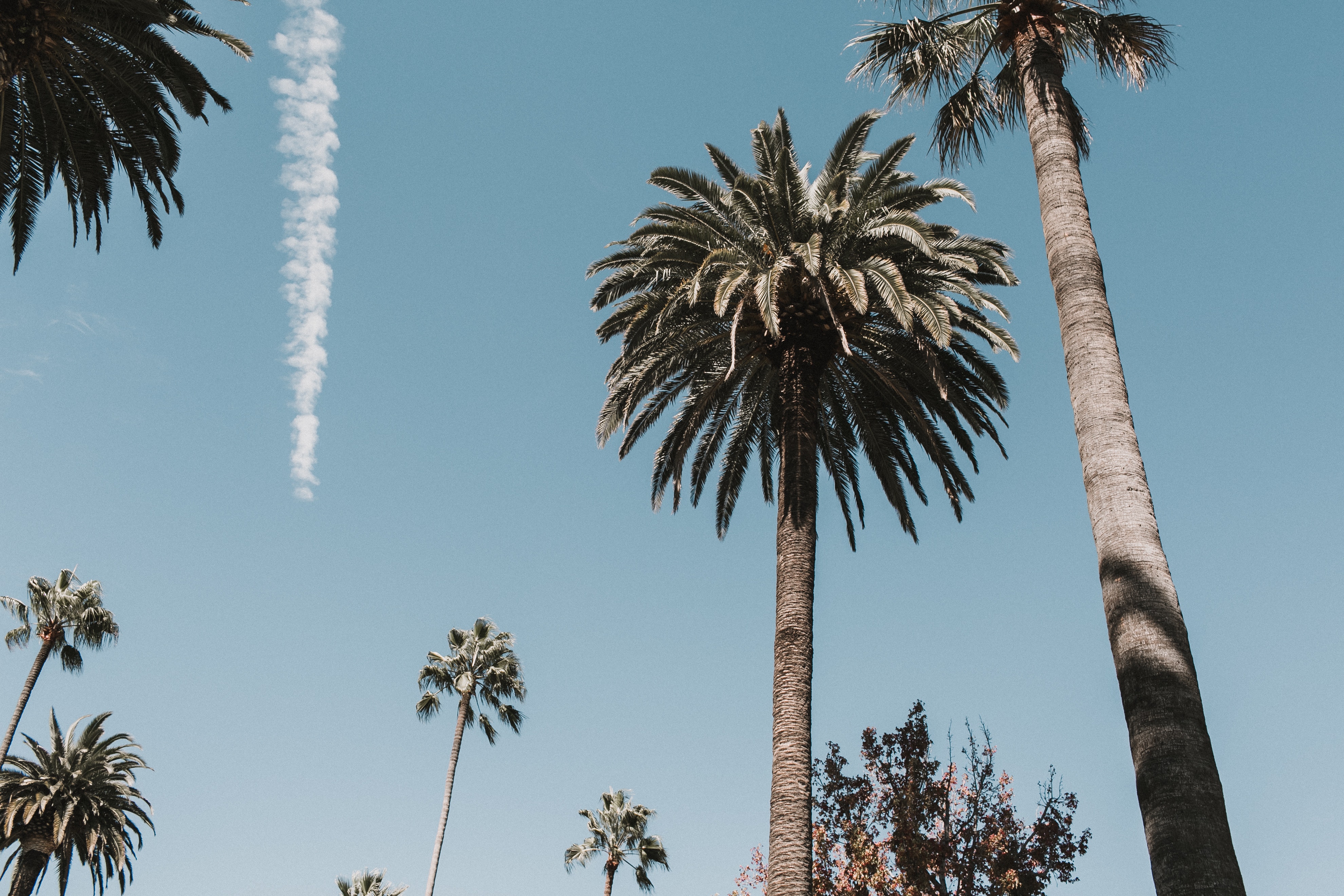 Los Angeles Palm Trees Wallpapers