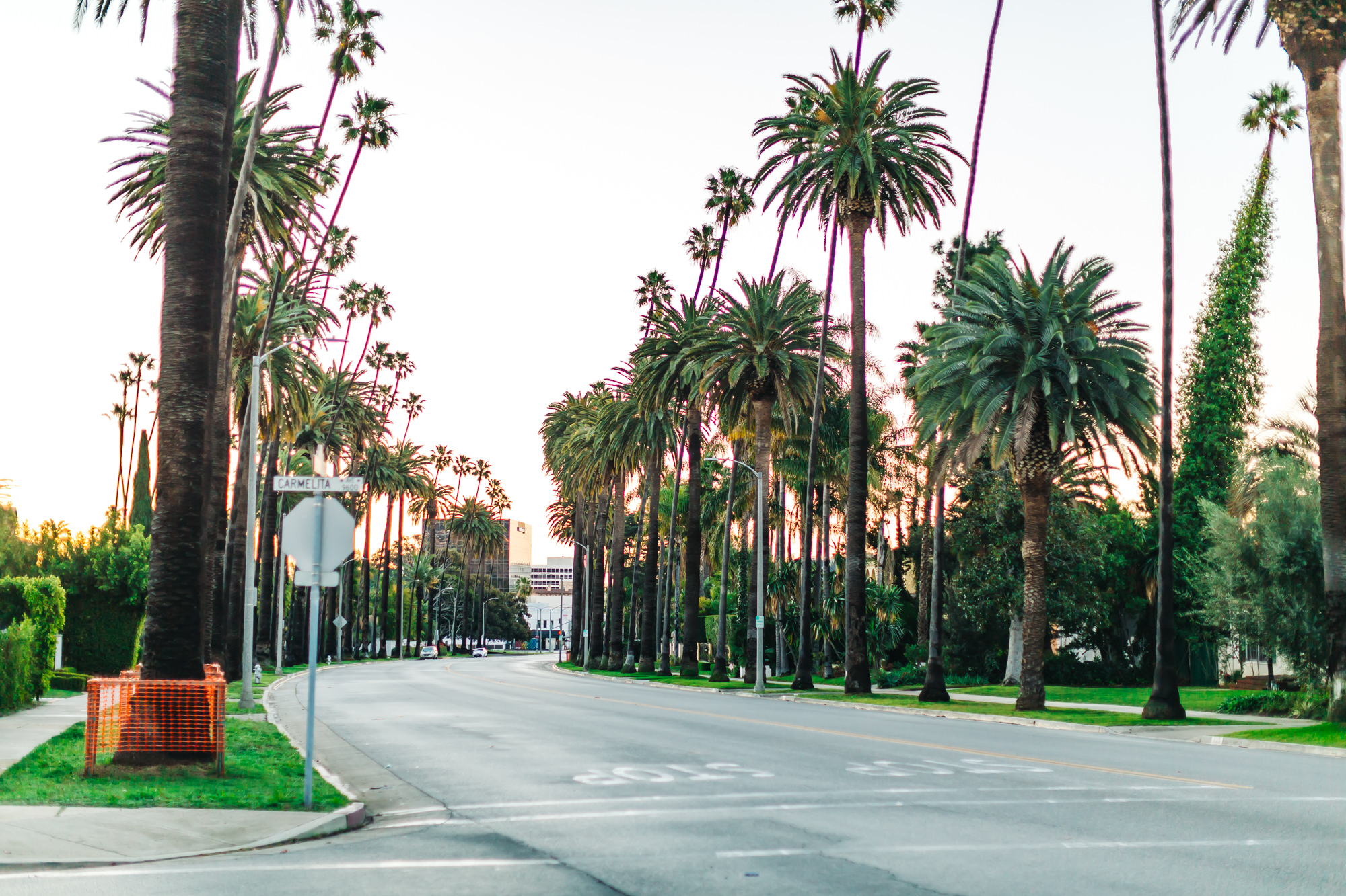 Los Angeles Palm Trees Wallpapers