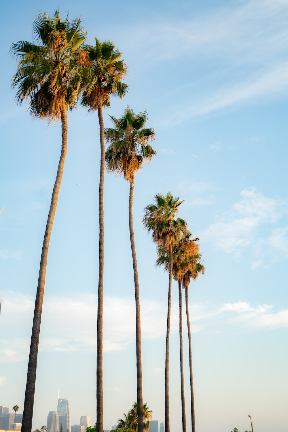 Los Angeles Palm Trees Wallpapers