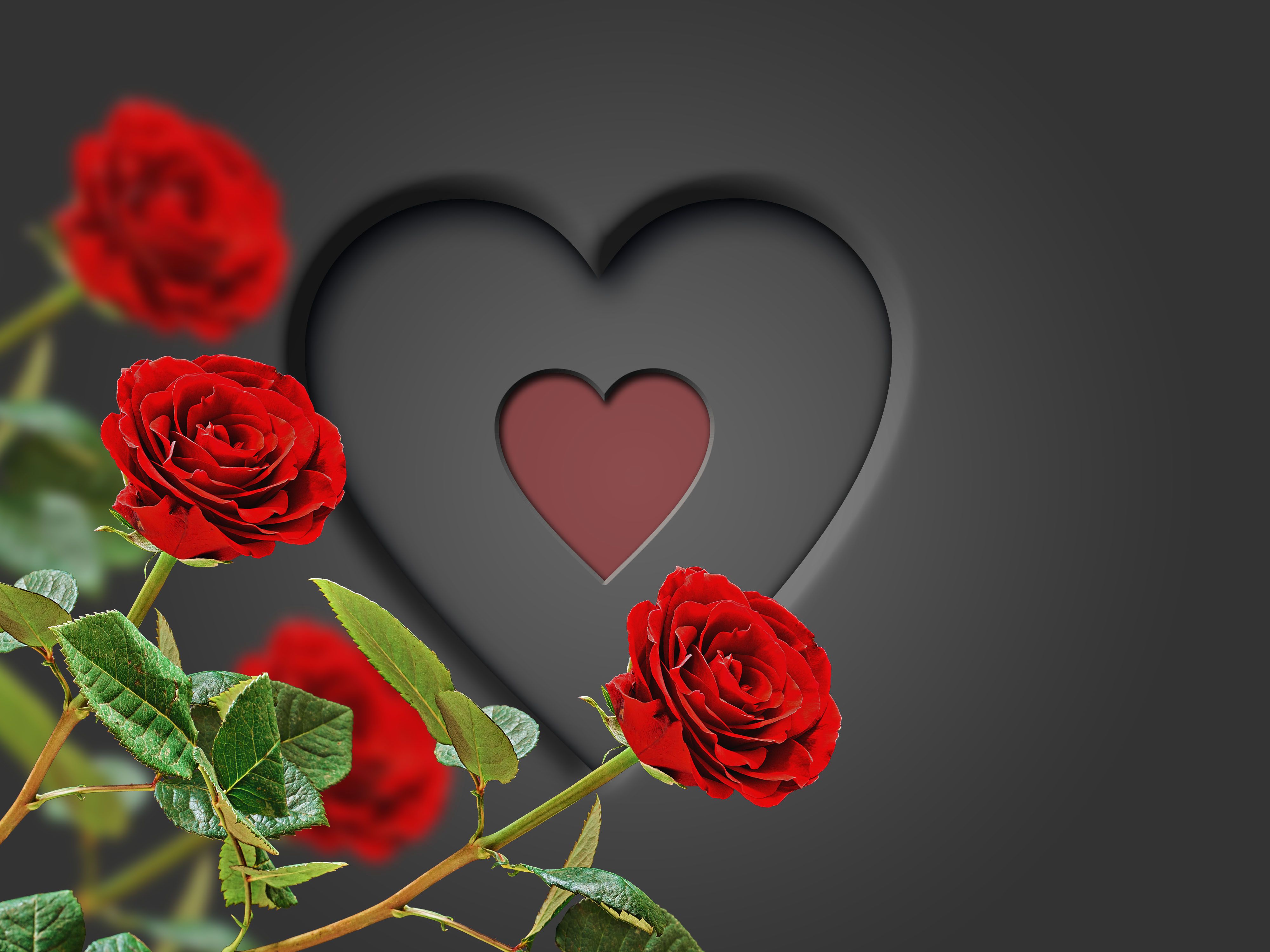 Love Rose Wallpapers