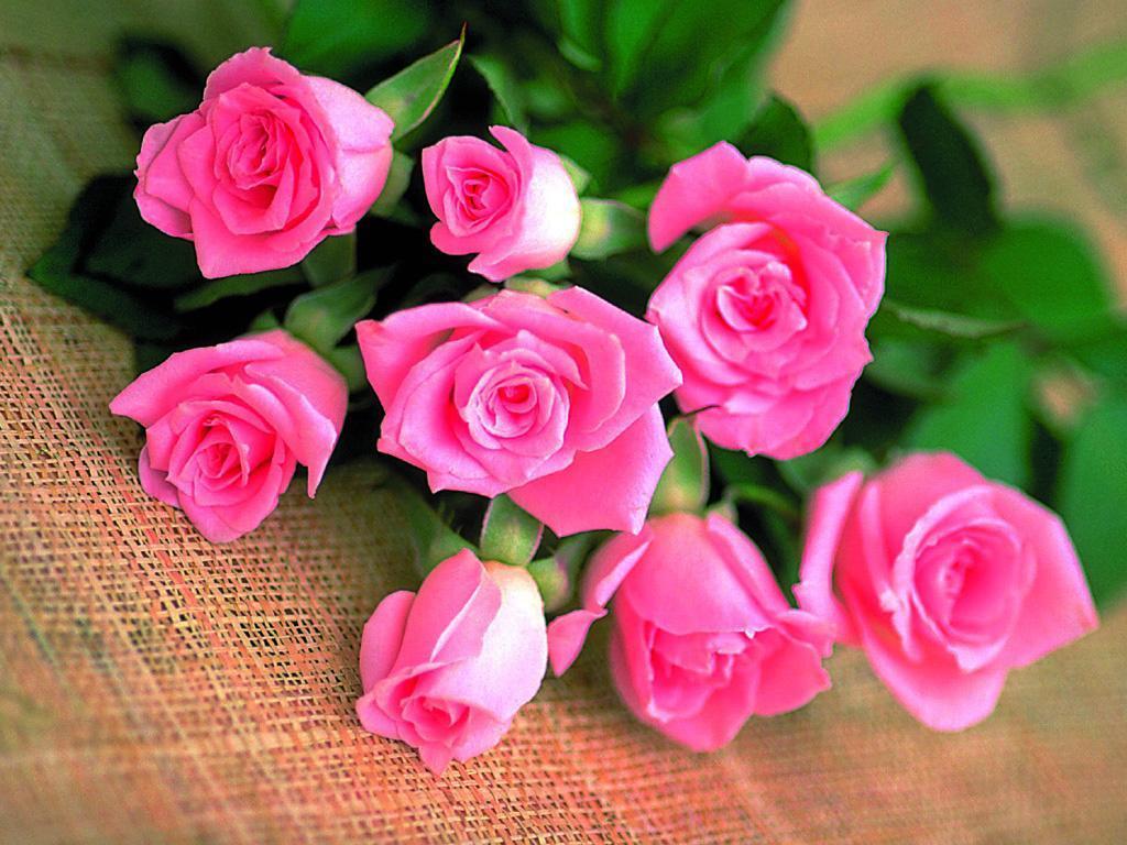 Love Rose Wallpapers