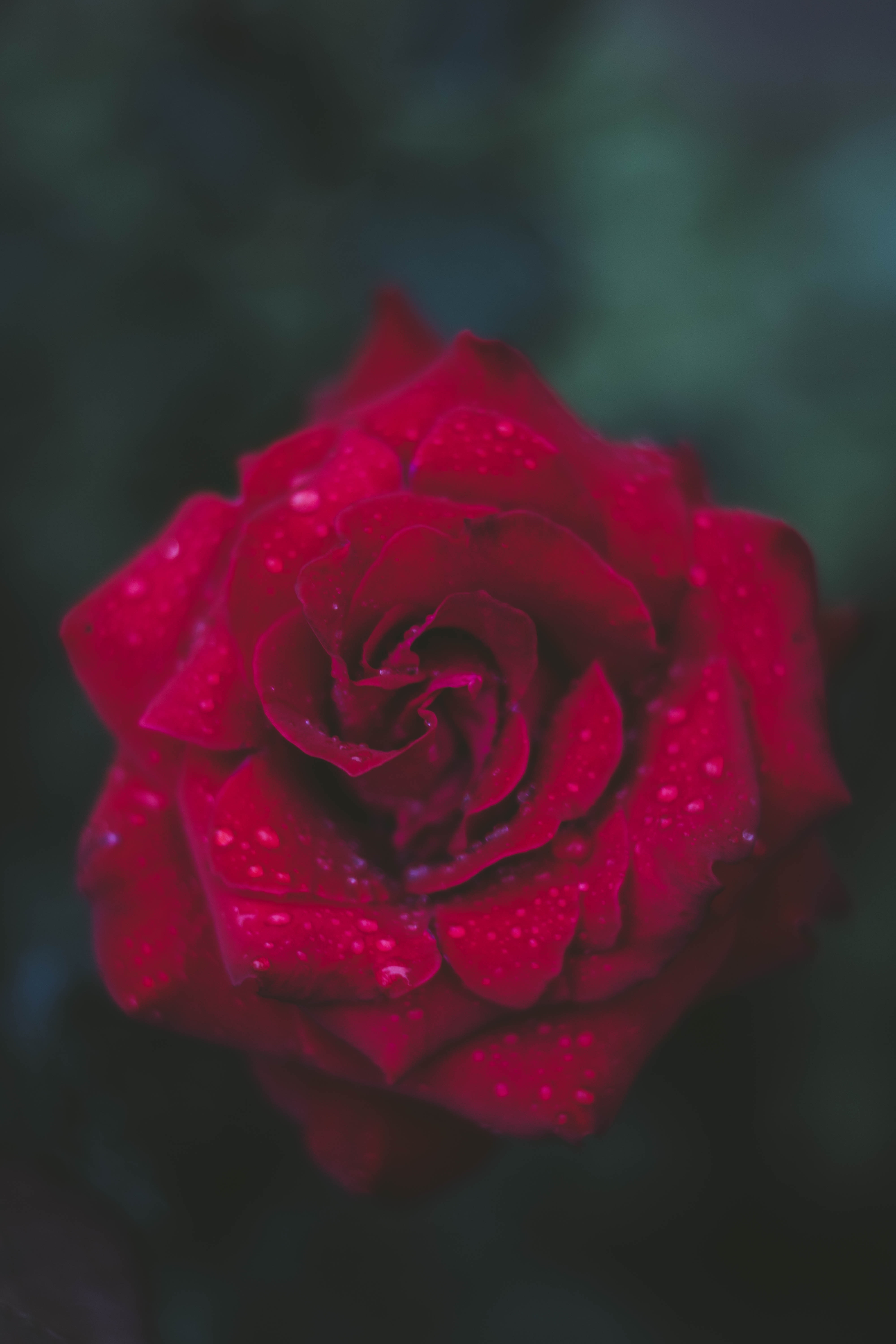 Love Rose Wallpapers