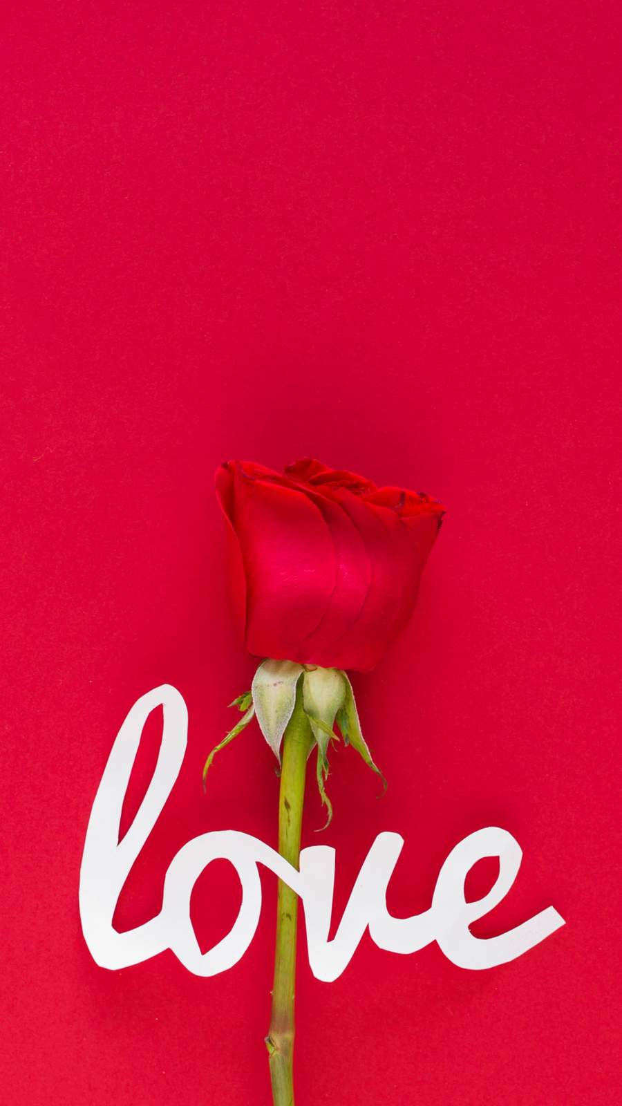 Love Rose Wallpapers