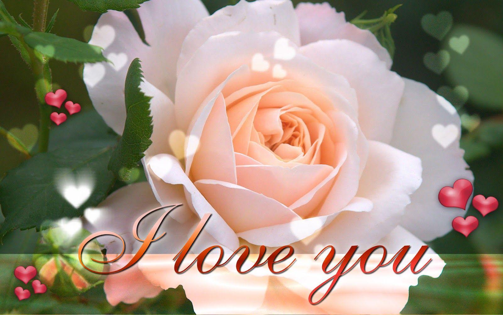 Love Rose Wallpapers