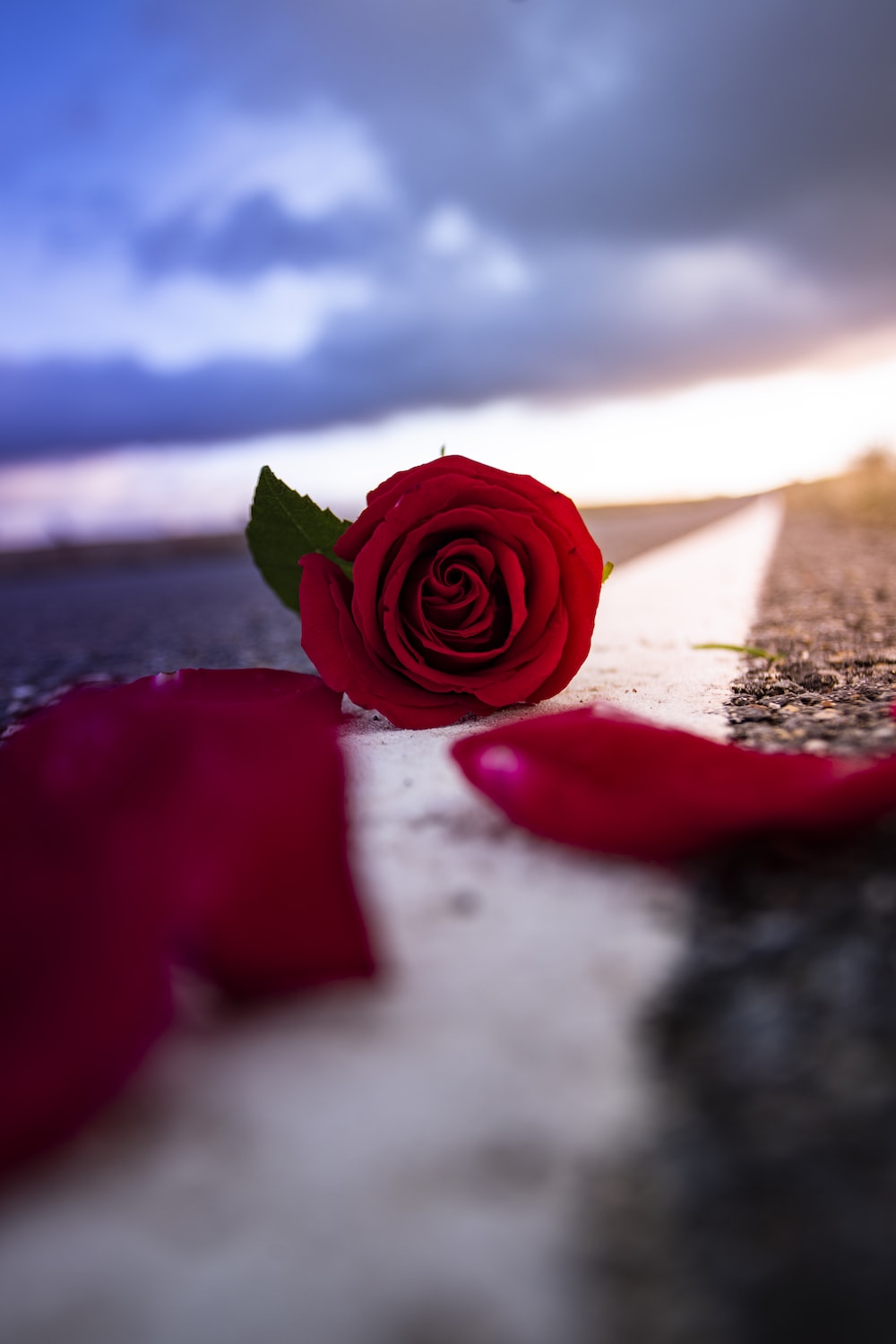 Love Rose Wallpapers