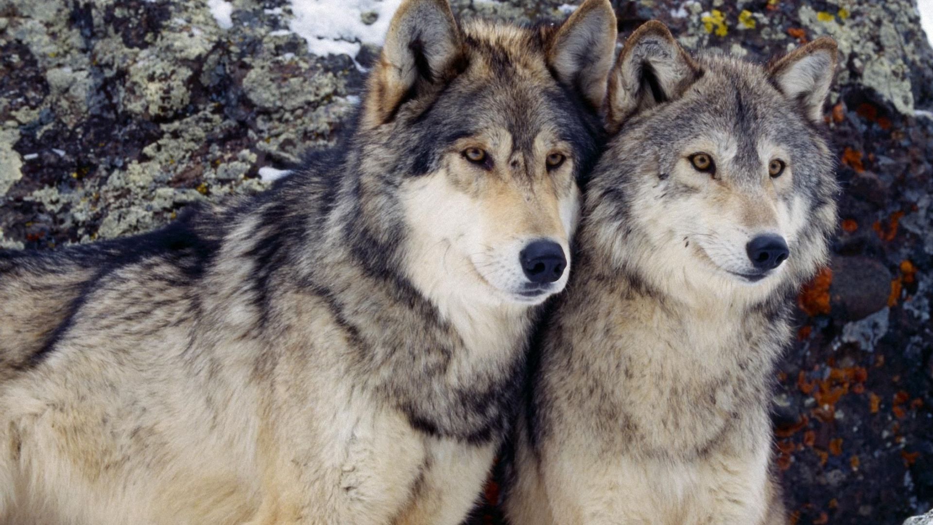 Love Wolf Couple Wallpapers