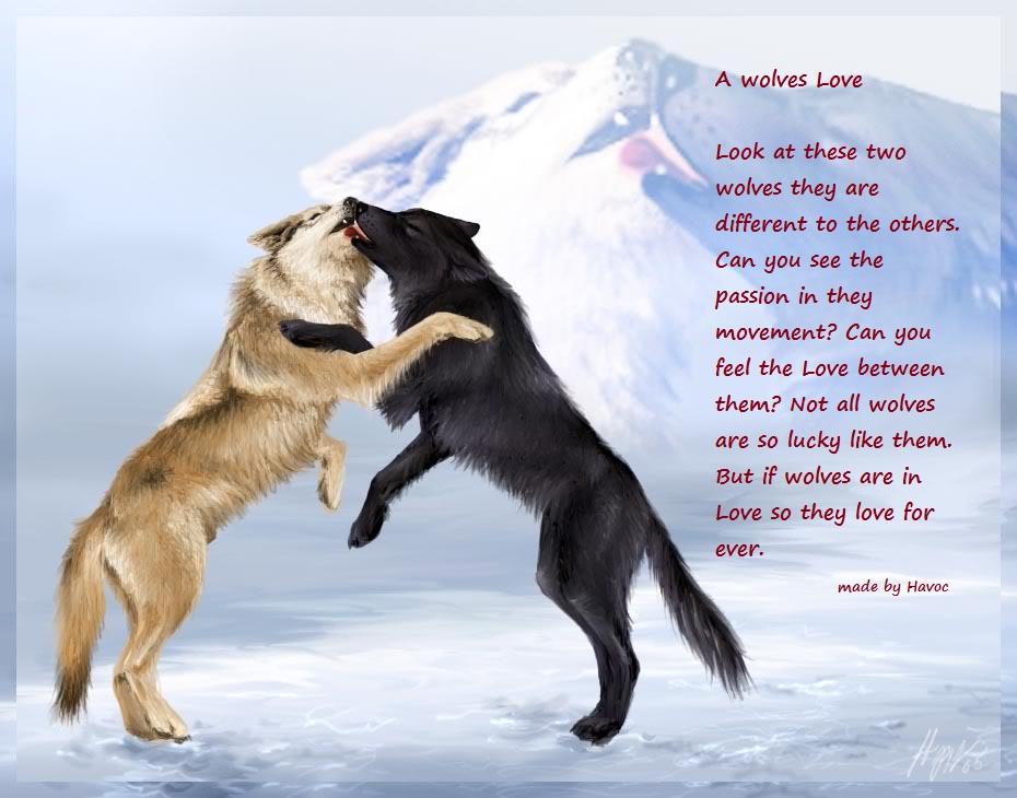 Love Wolf Couple Wallpapers