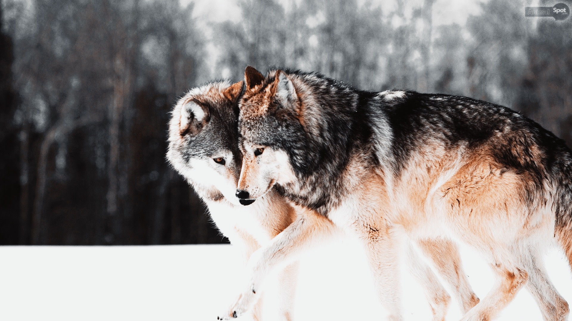 Love Wolf Couple Wallpapers